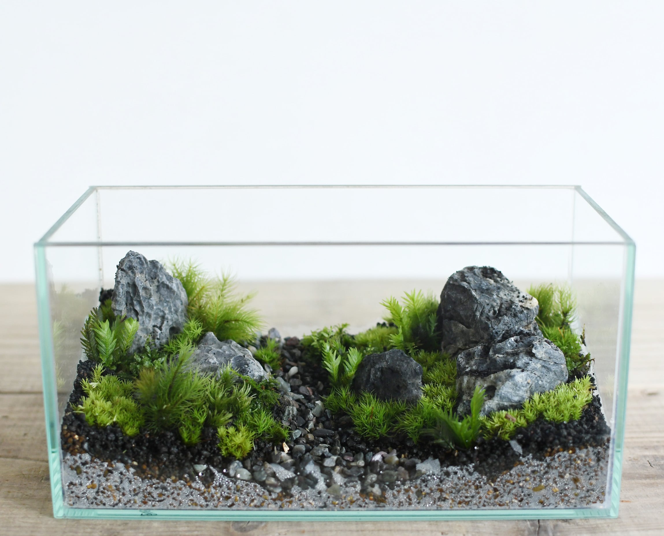 初心者から上級者まで】道草の苔テラリウムキット | 苔テラリウム専門