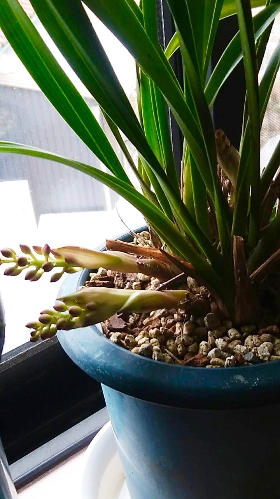 金陵辺（キンリョウヘン）～誘引花の話 その1 | 岐阜日本みつばち