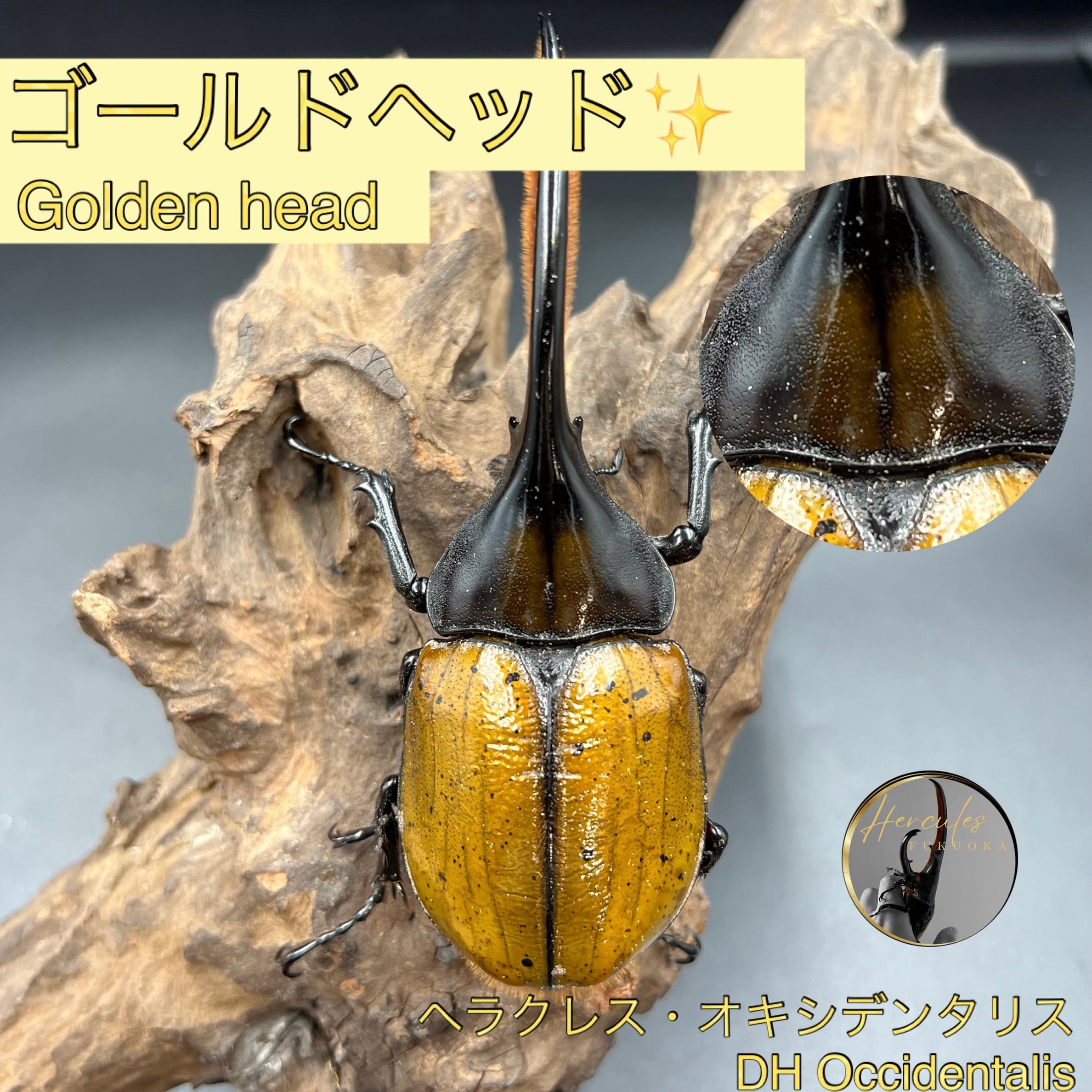 ✨ゴールドヘッド✨ヘラクレスオキシデンタリス | ヘラクレス福岡