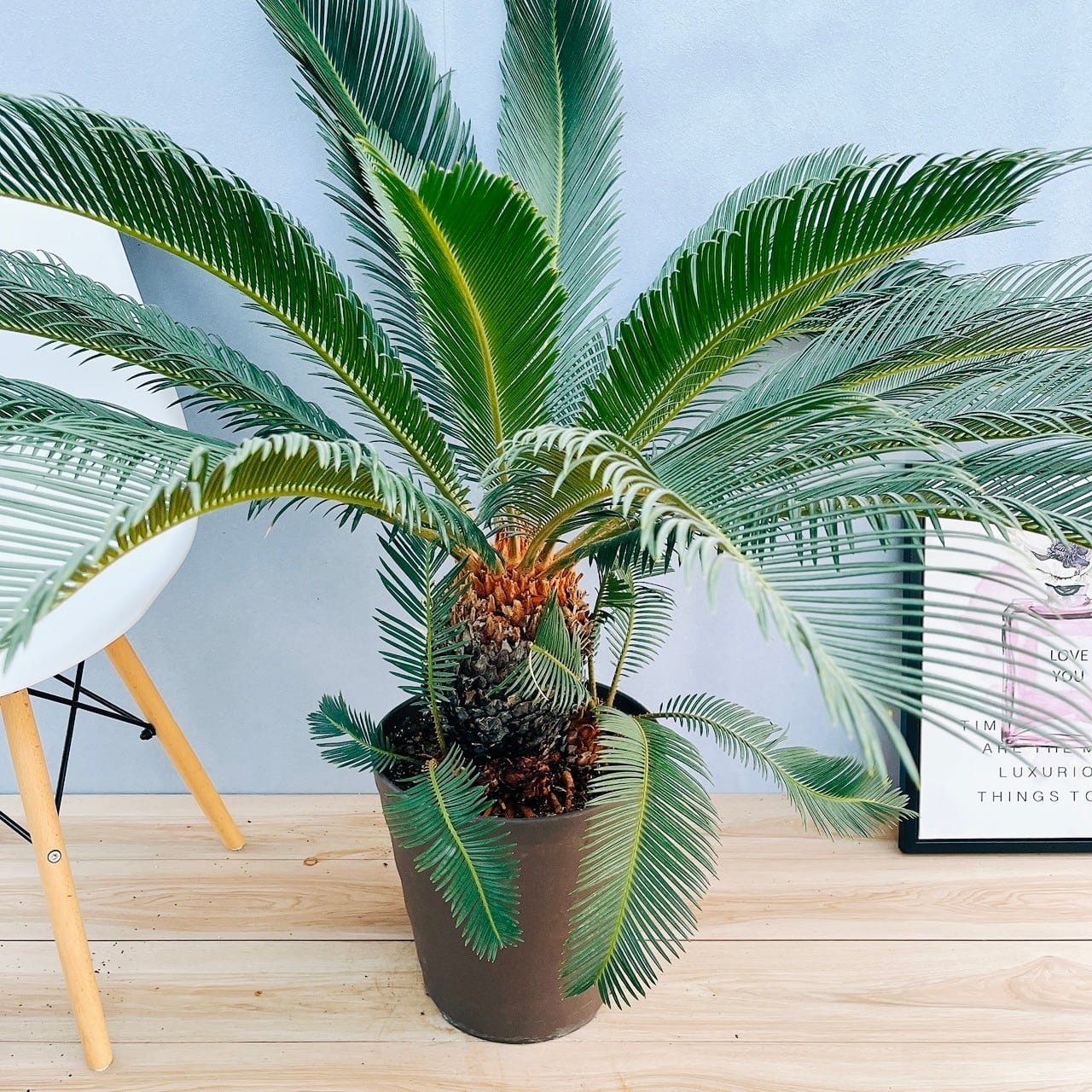 43b744619ccc6537c877227d2ea325