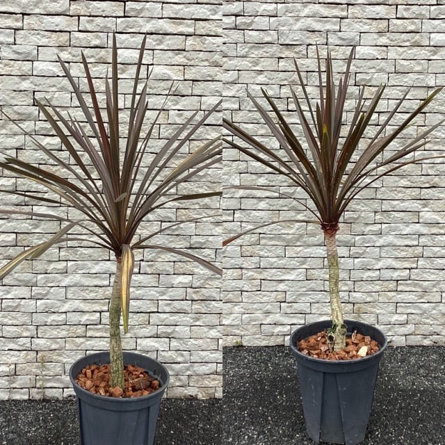 屋外向き】【おしゃれ オシャレなインテリア】コルジリネ コーヒー