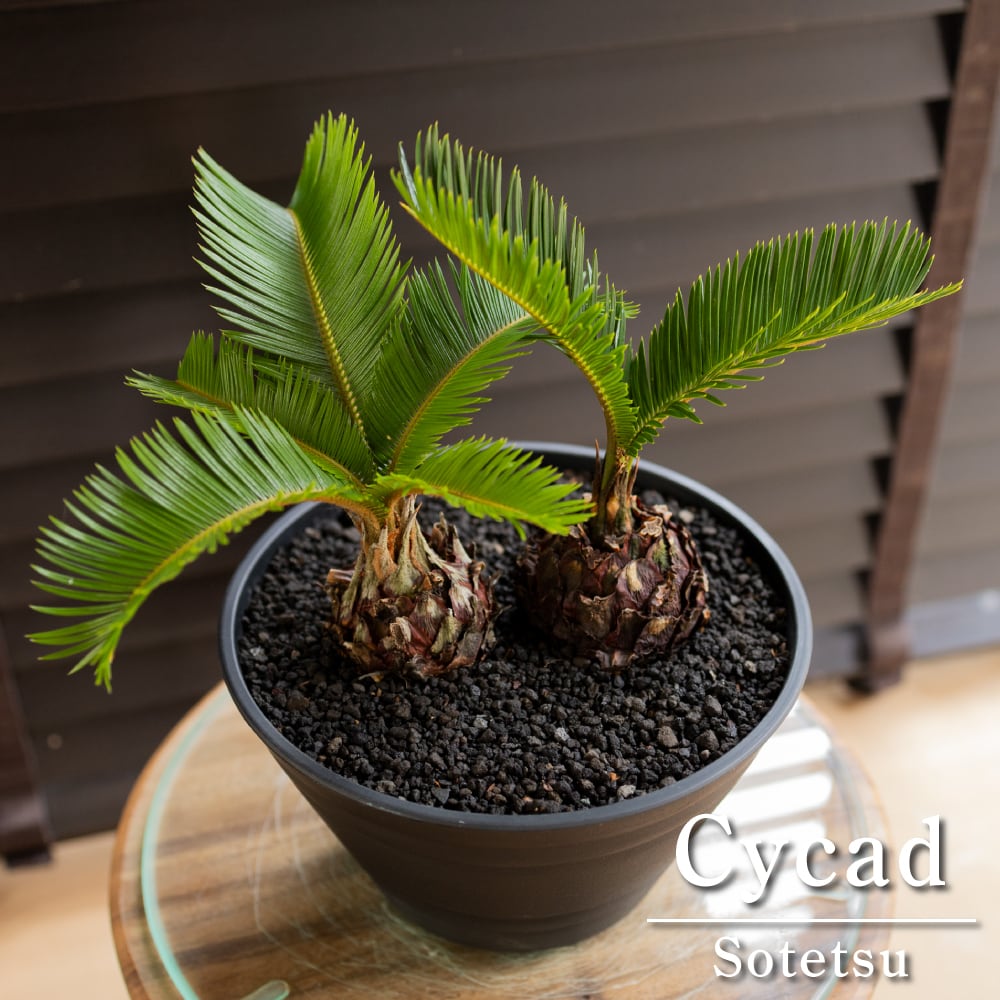 ソテツ 2株 寄せ植え 蘇鉄 ヤシの木 ドライガーデン ロックガーデン