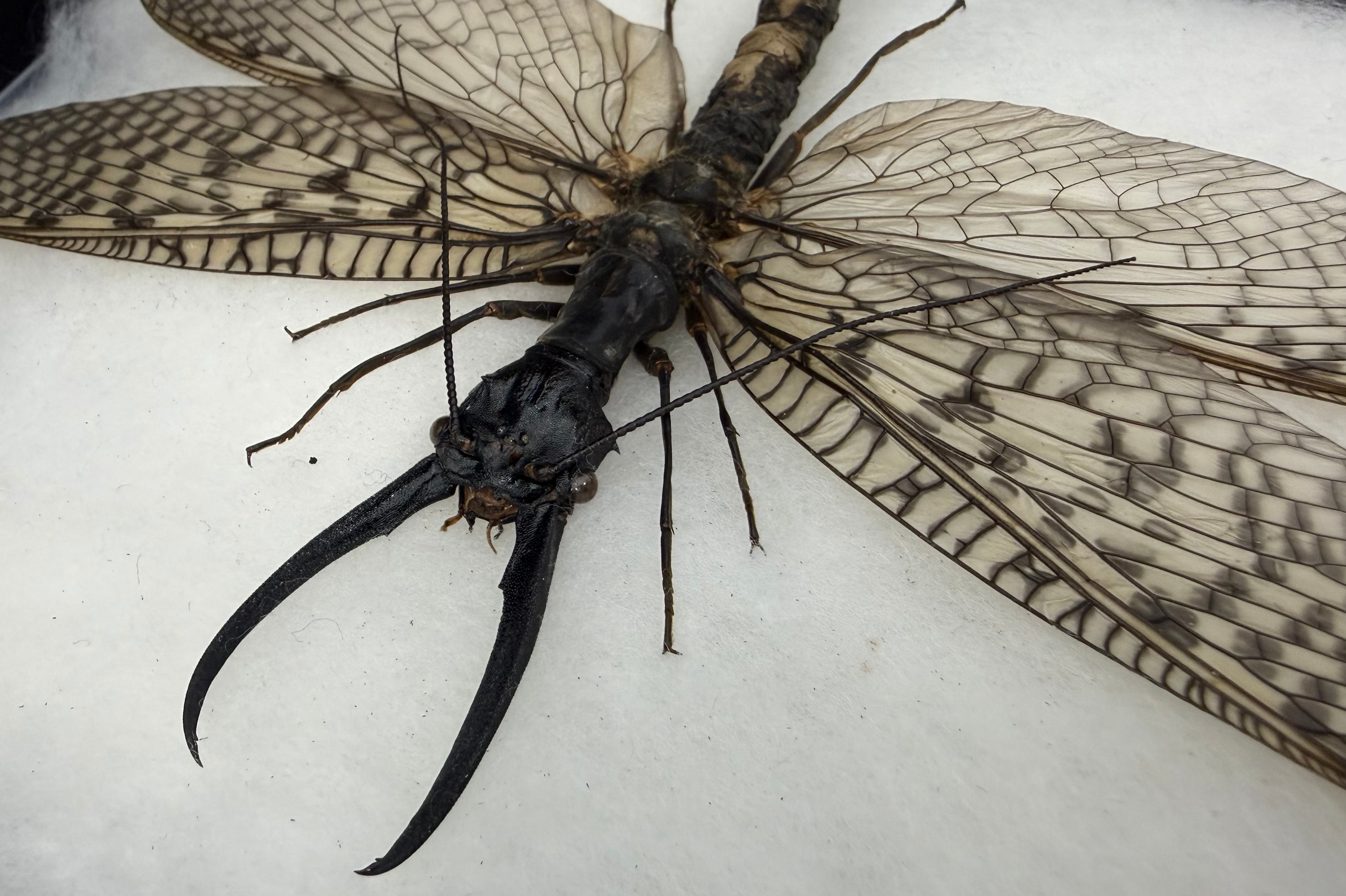標本】天翅済み《オオキバヘビトンボ 中国産 開翅15cm前後》① | KPW