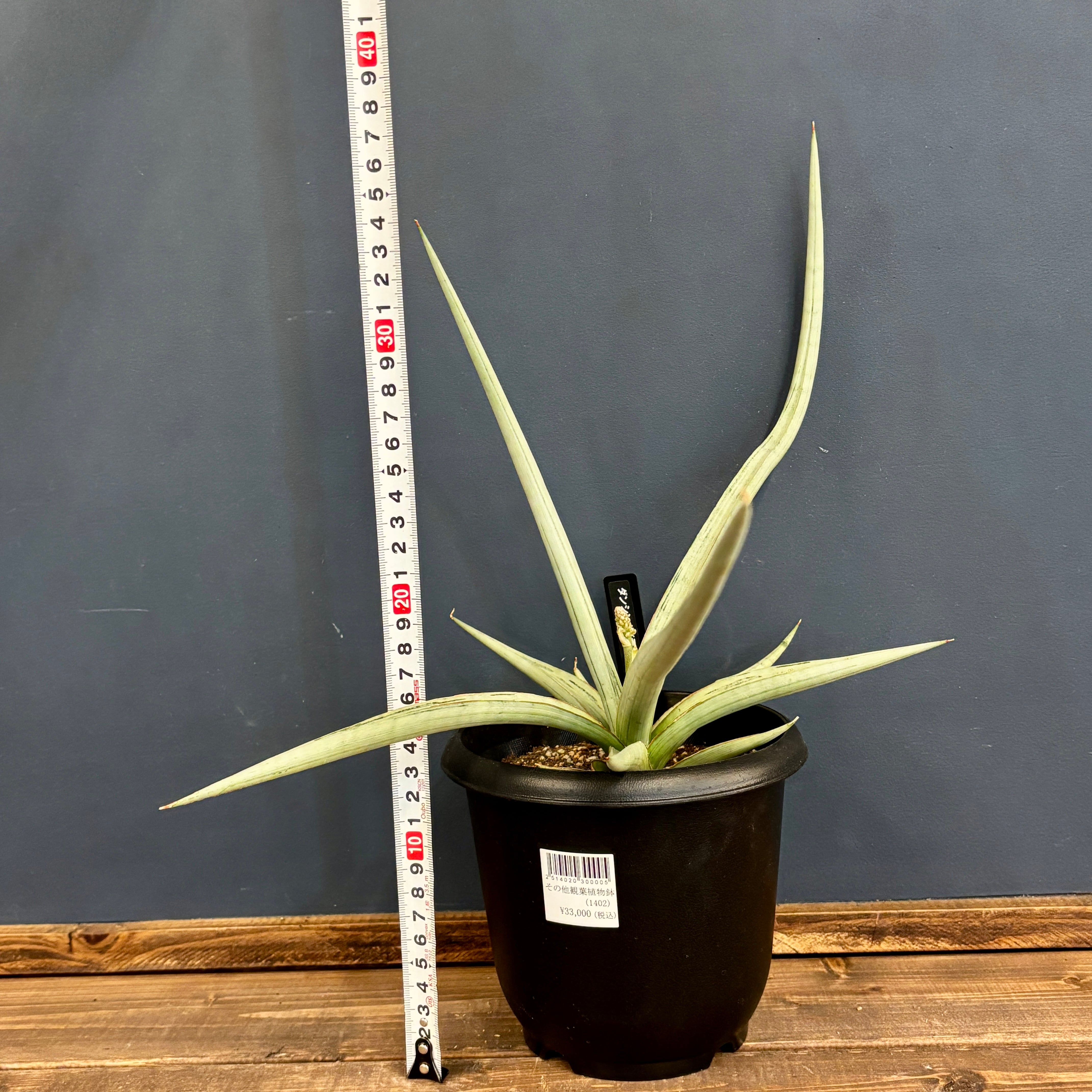 サンスベリア(サンセベリア) ダンシングドラゴン【55】 | PROTOLEAF