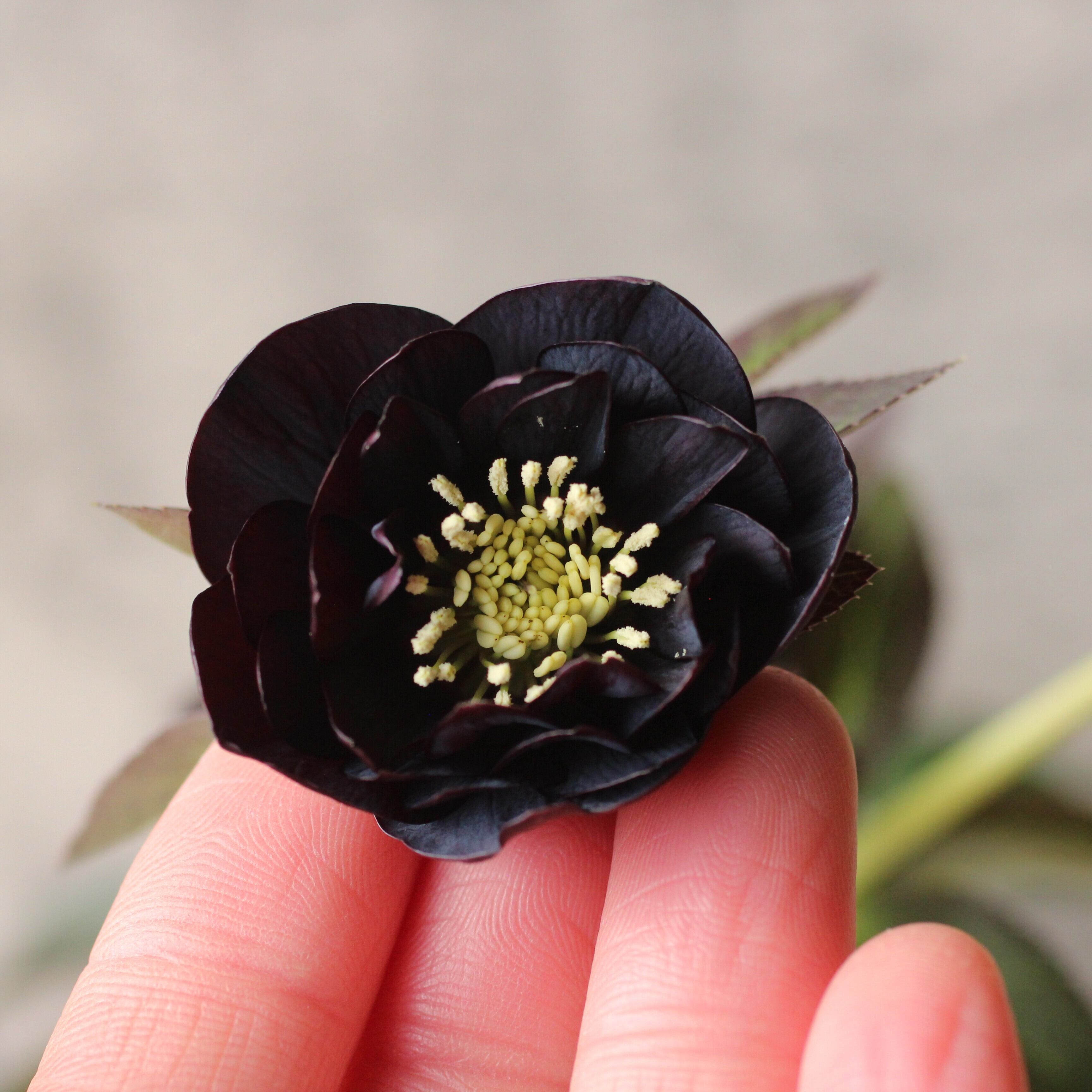 クリスマスローズ | CoppiceGARDEN（コピスガーデン）