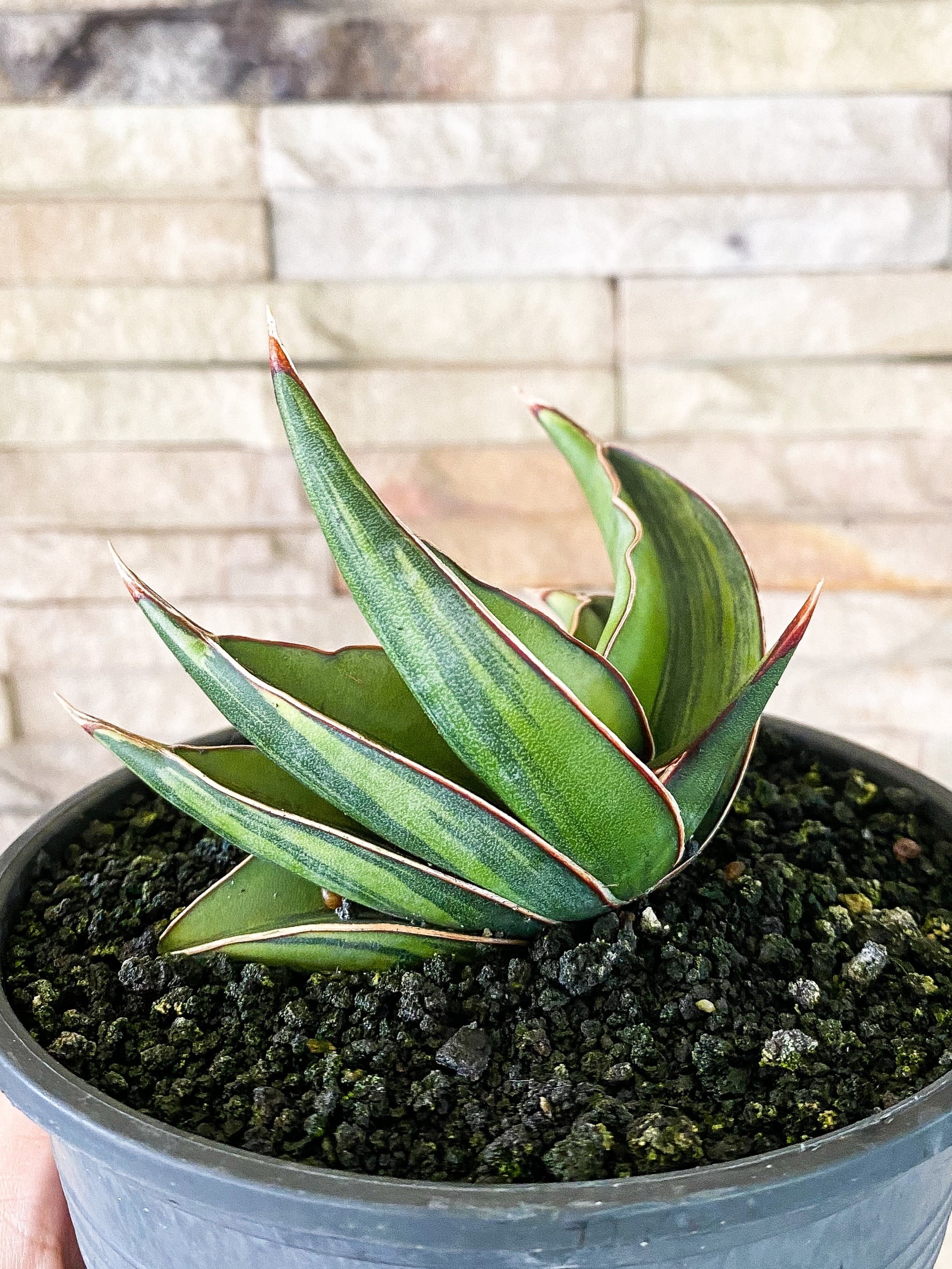 Sansevieria rorida variegated mutant 【artPLANTs】 サンスベリア