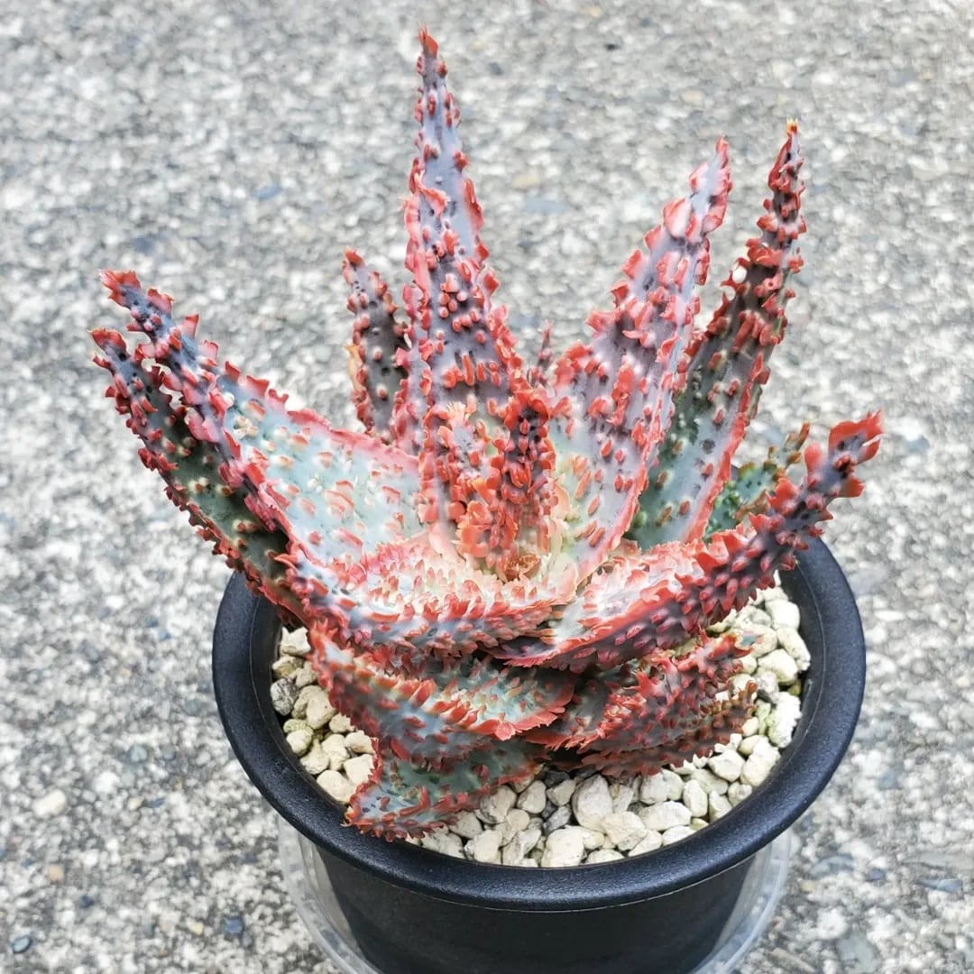 F00385_Aloe Hybrid：アロエ・ハイブリッド（子株） | レアプランツ