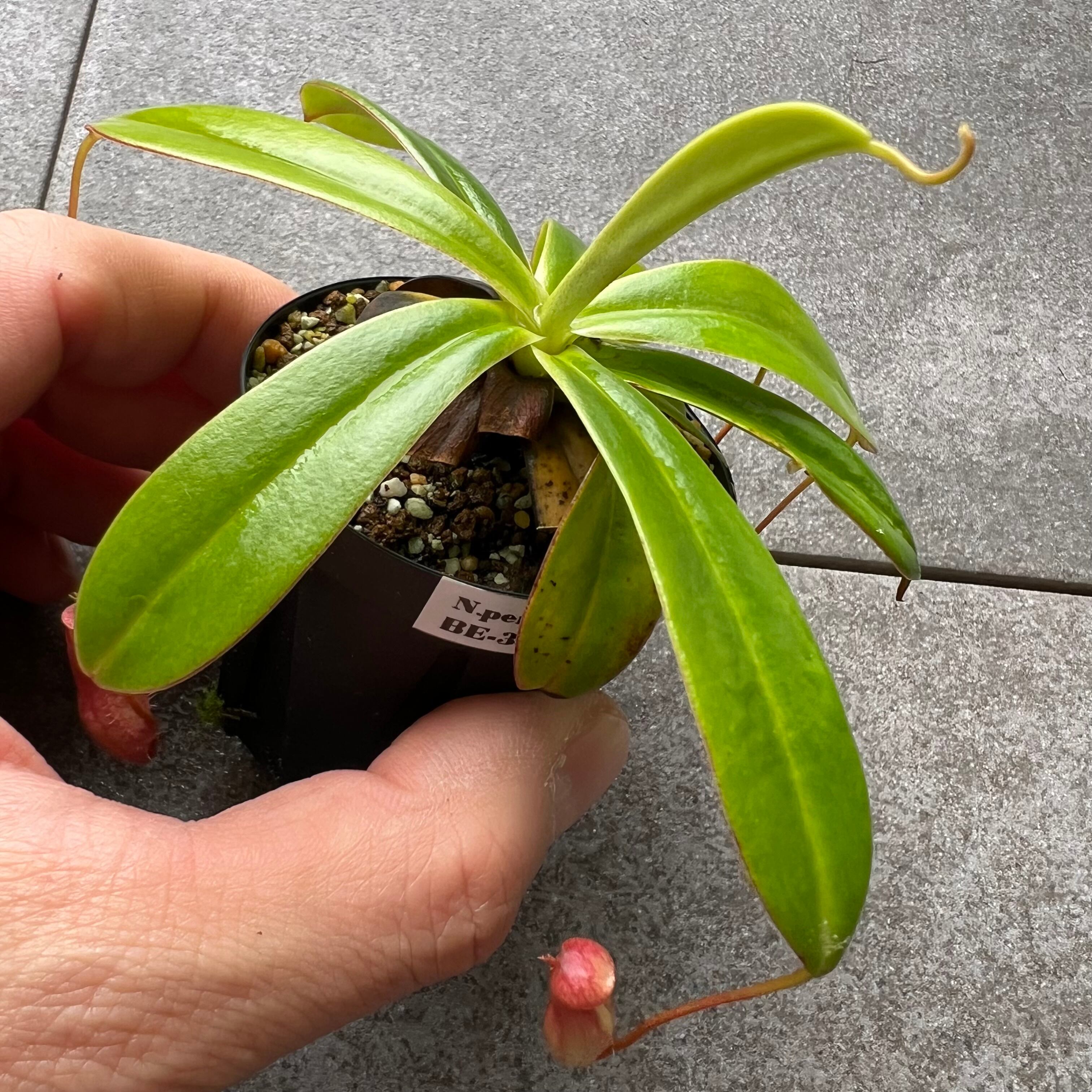 BE-3839 Nepenthes pervillei 16 | Exotic Botanics