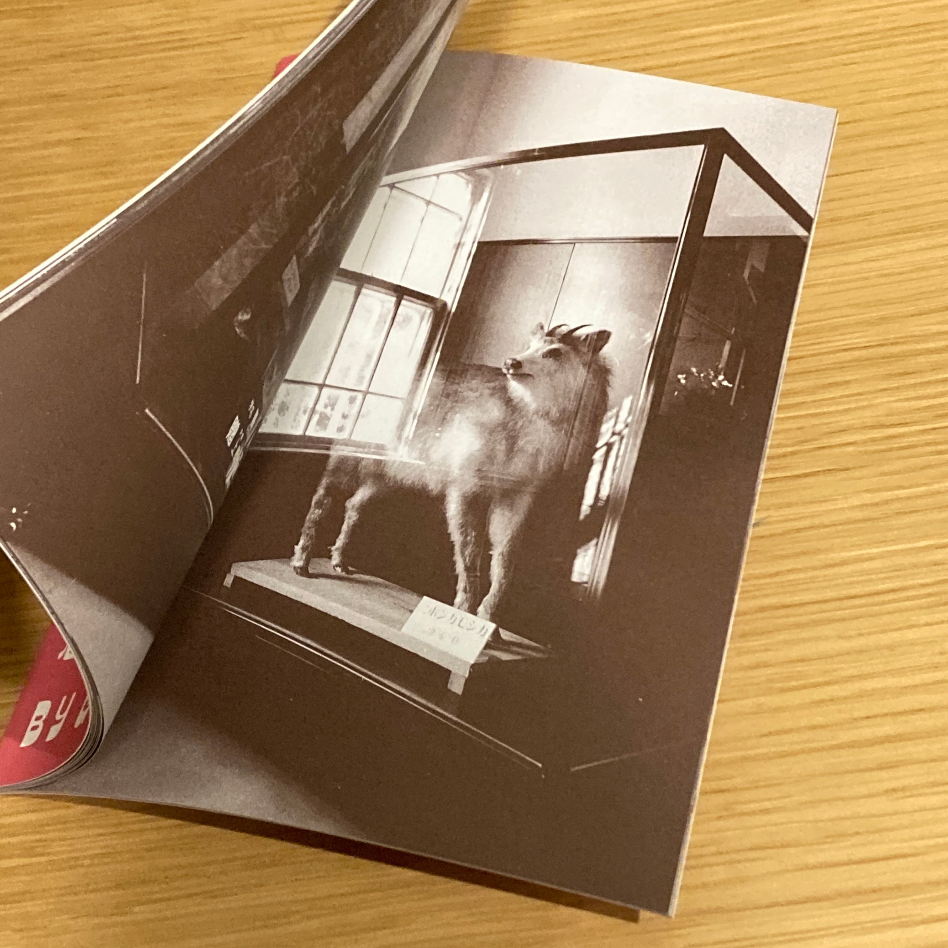 憩写真帖（全12巻セット）/ 沼田元気 | 百年