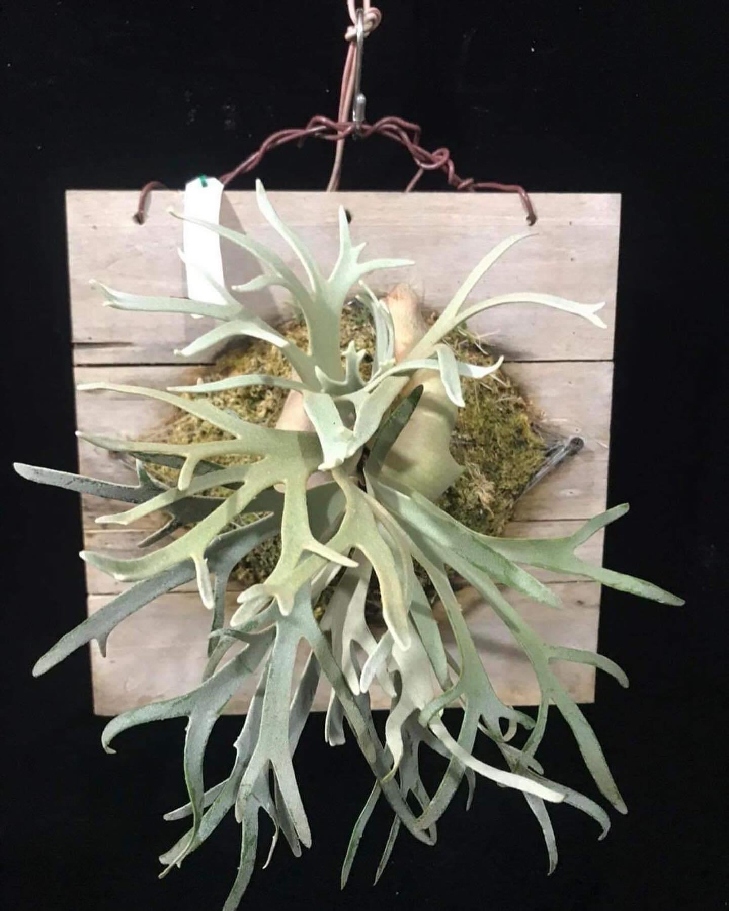 新作ドワーフ】P.Willinckii 'Monster moon' 12th oasis sporeling