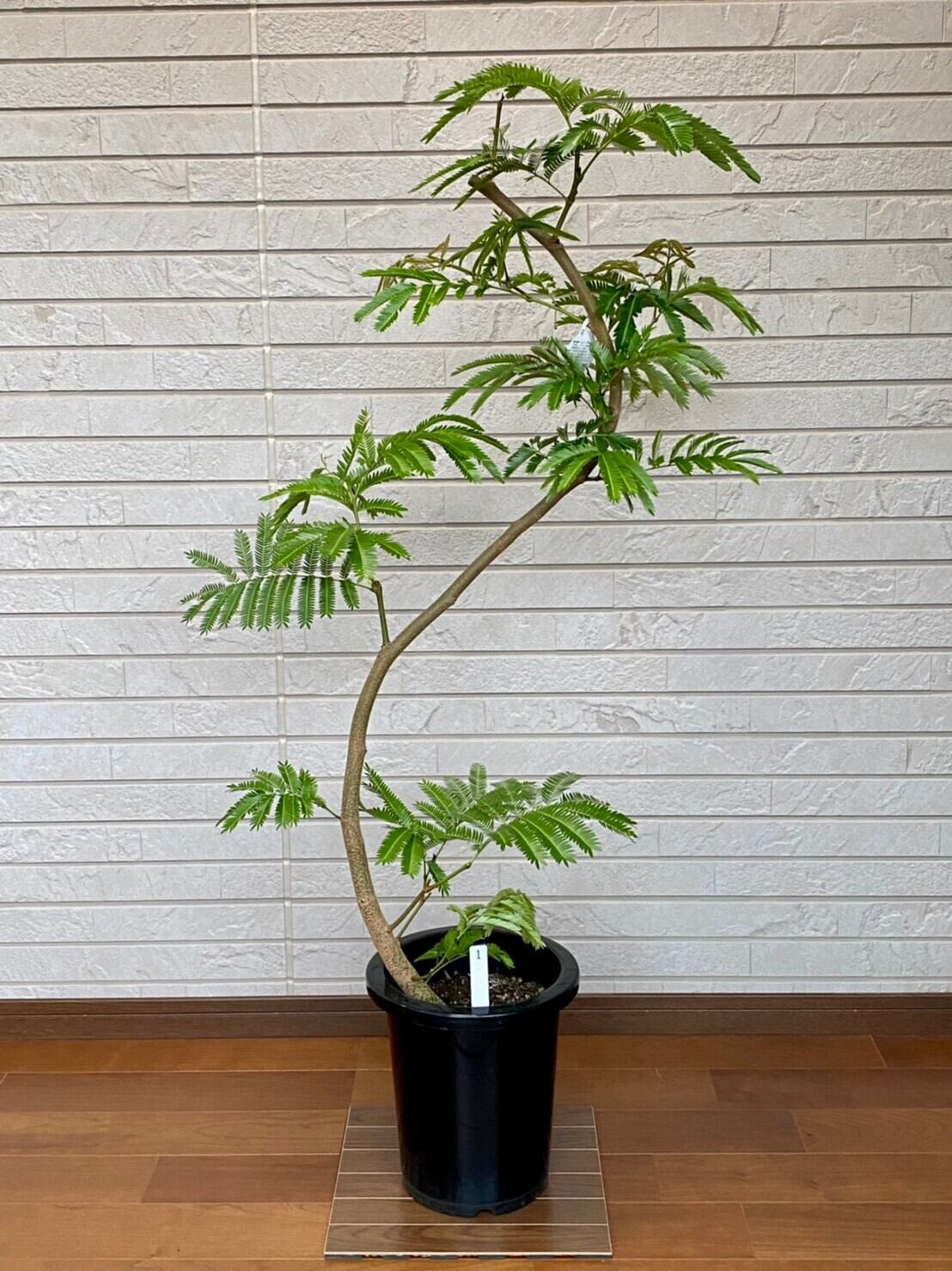 8号 | ハウスプランツショップ 観葉植物の通販サイト