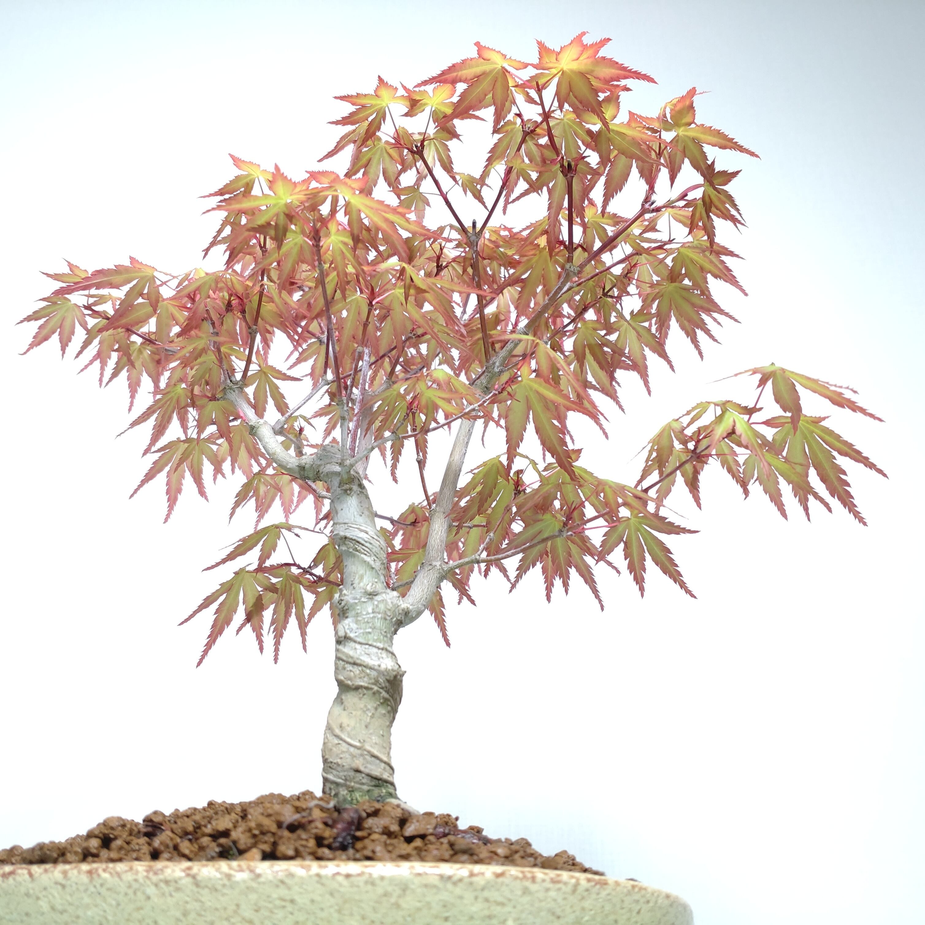 紅葉（イロハモミジ）盆栽 S019 | 盆栽創【Bonsaisou】