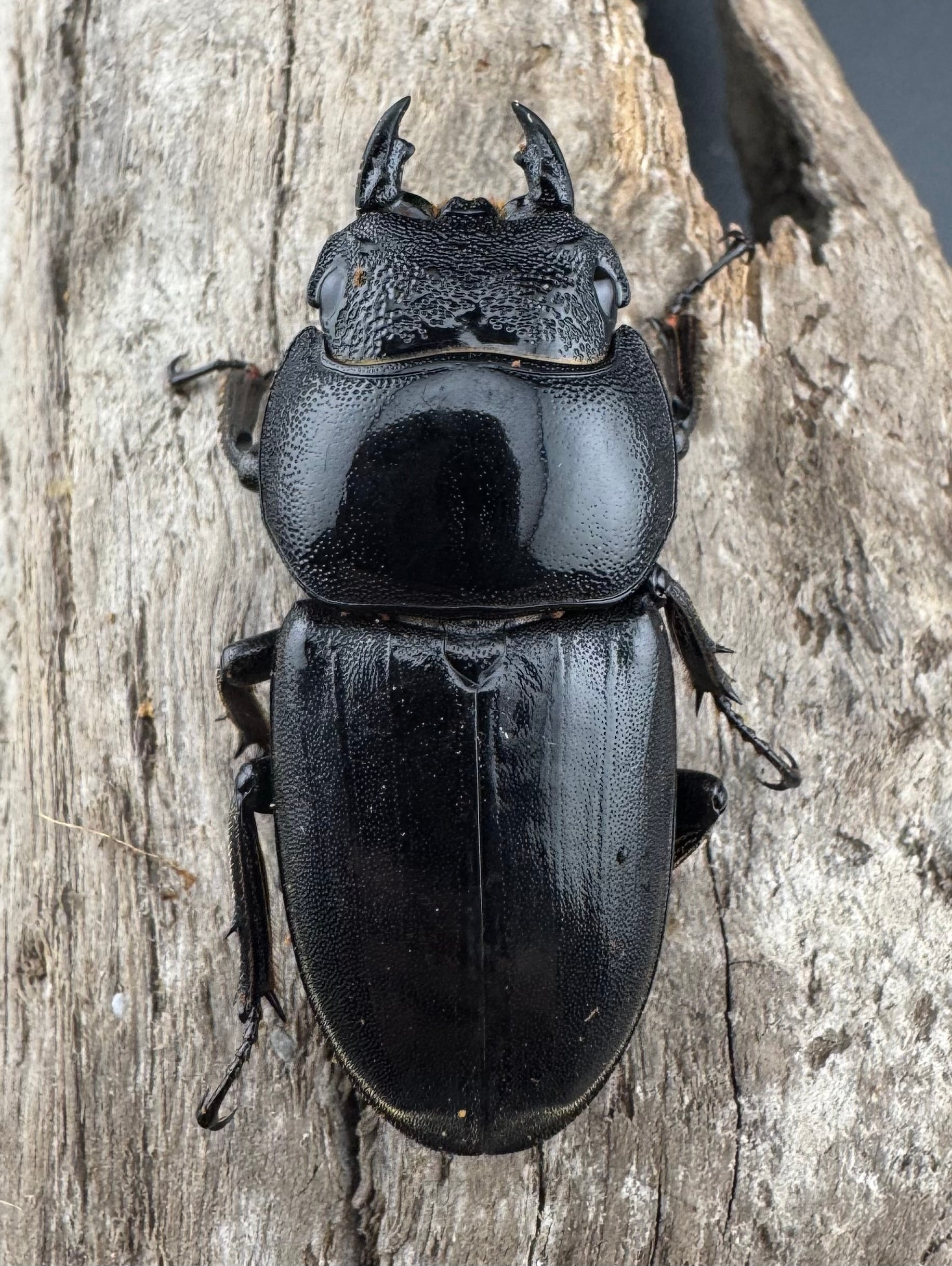 WD】《ミンダナオヒラタ キダパワン産 88mm ペア》 | KPW公式