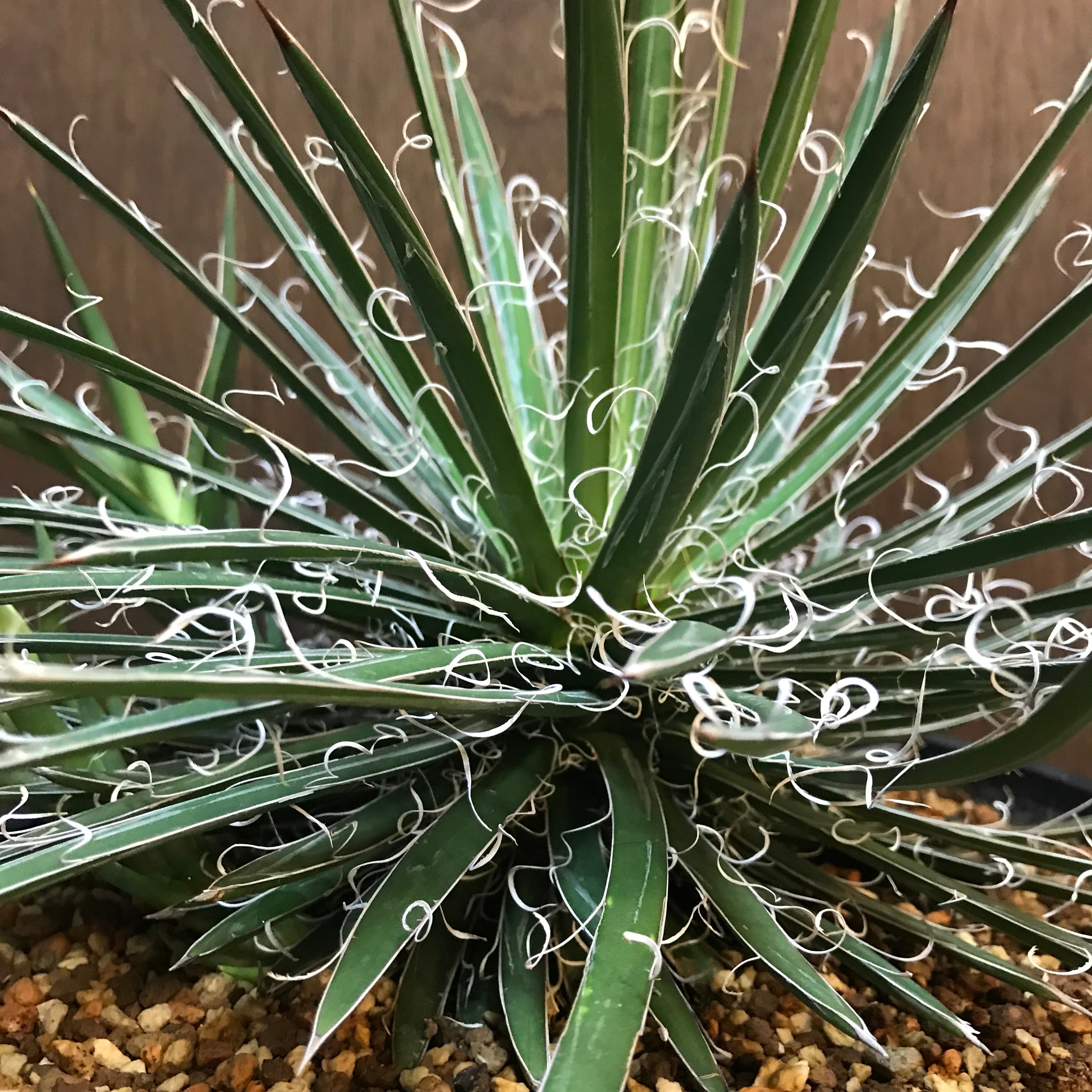 アガベ フィリフェラ | UEKIYA GREENPLAZA 21