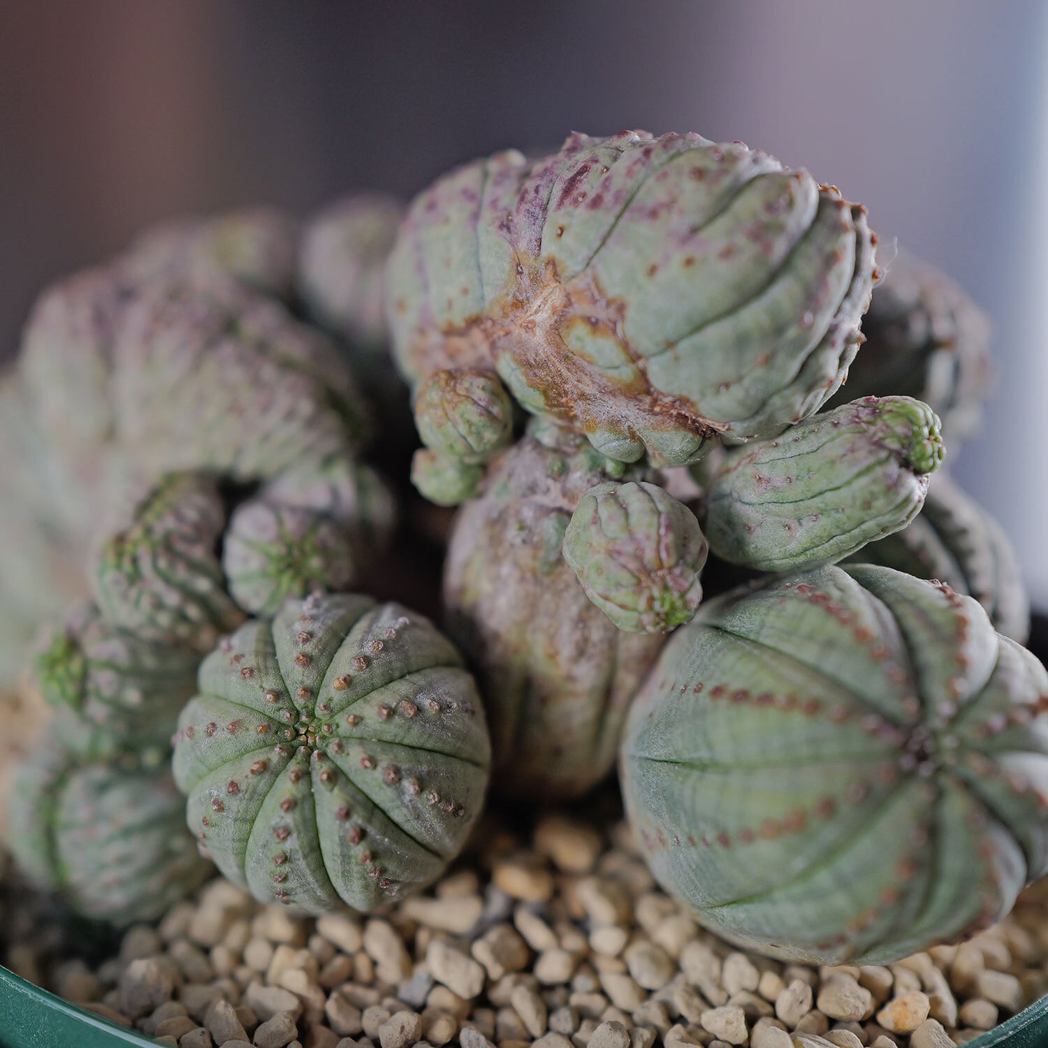 超厳選株】超大株 最大幅約11cm マルチヘッド 円扇綴化 オベサ