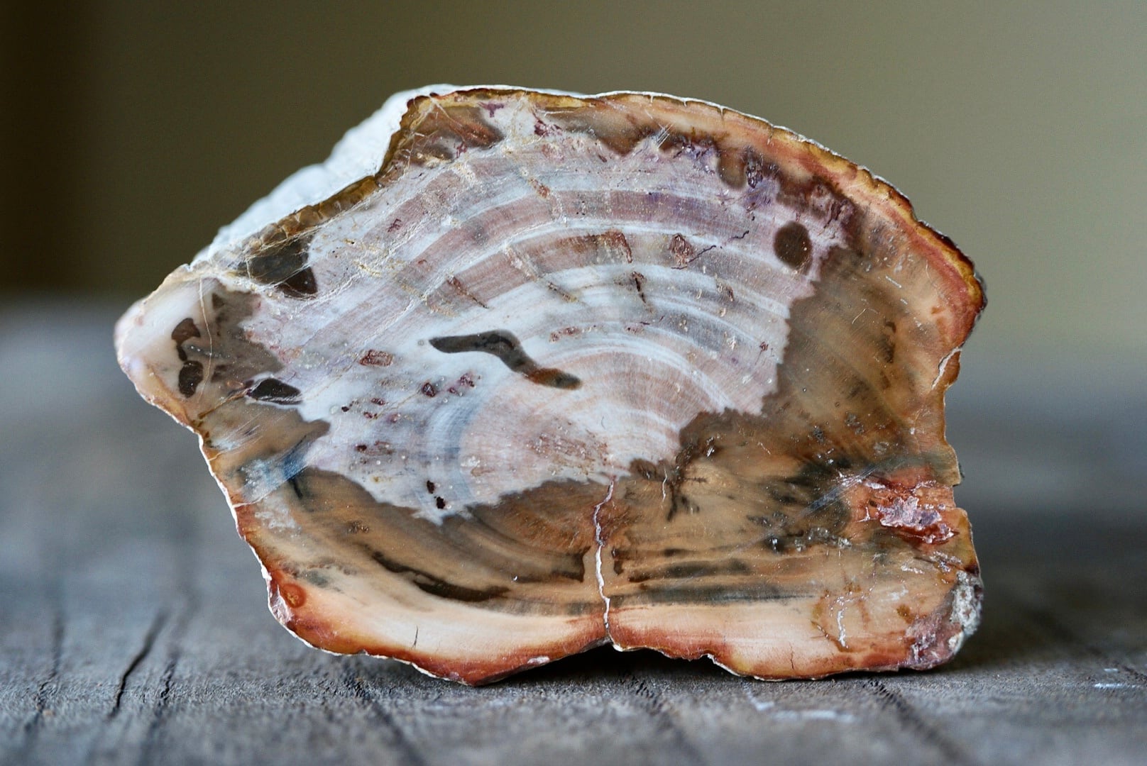 珪化木 Araucarioxylon 16 | 叙景 jokei