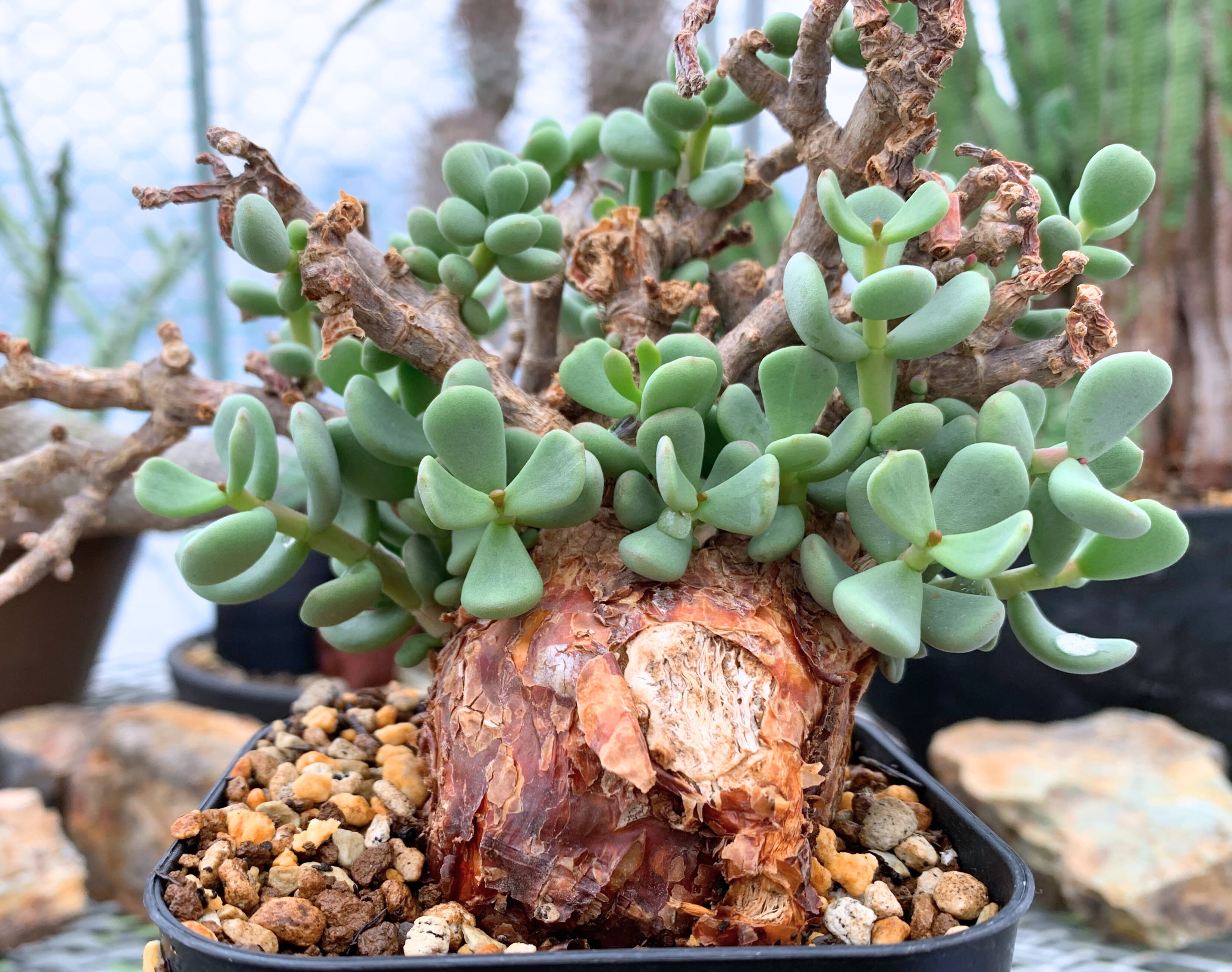 センナ メリディオナリス D02【送料着払い】 | CACTUS330