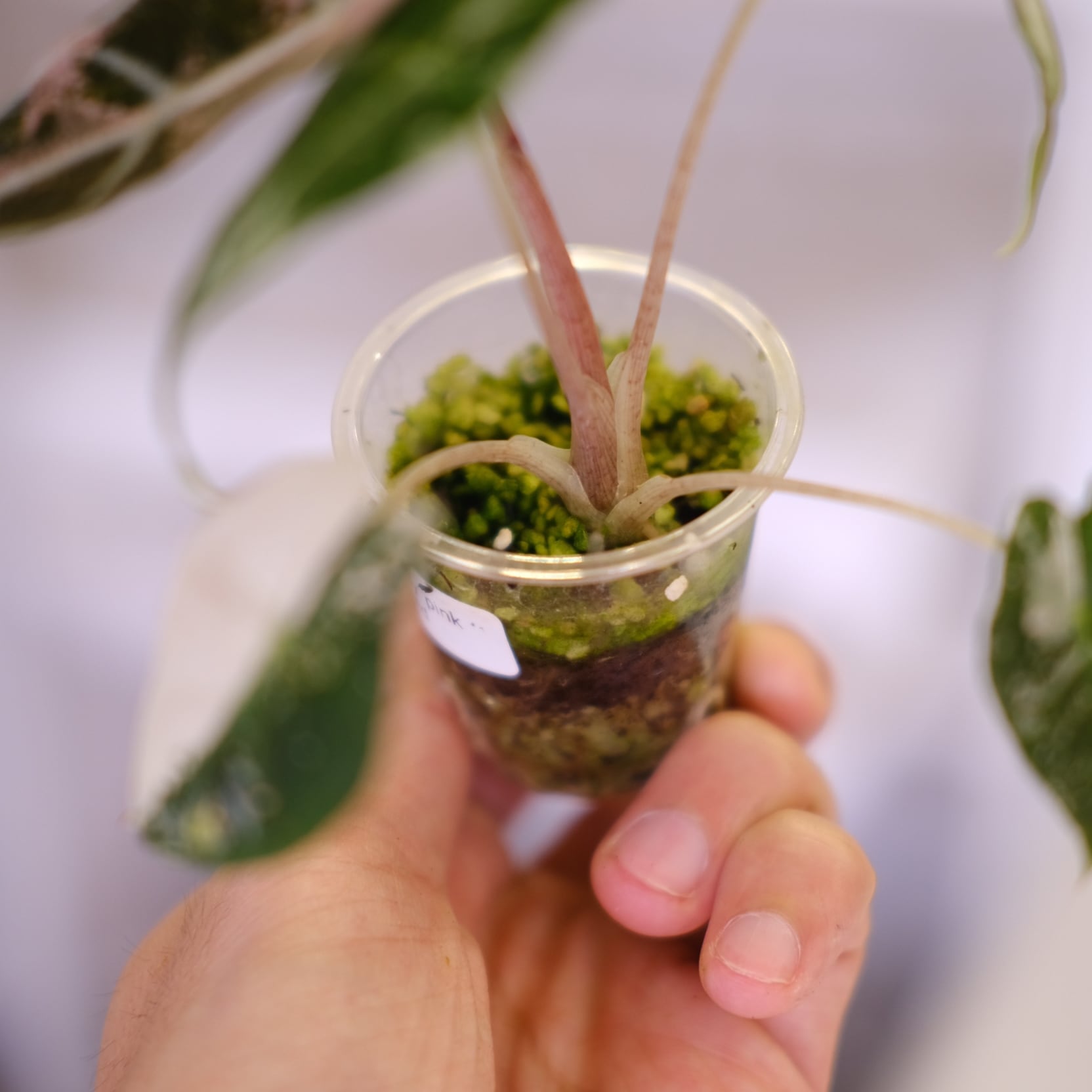 Alocasia Amazonica Polly Pink varigated⑤│アロカシア アマゾニカ