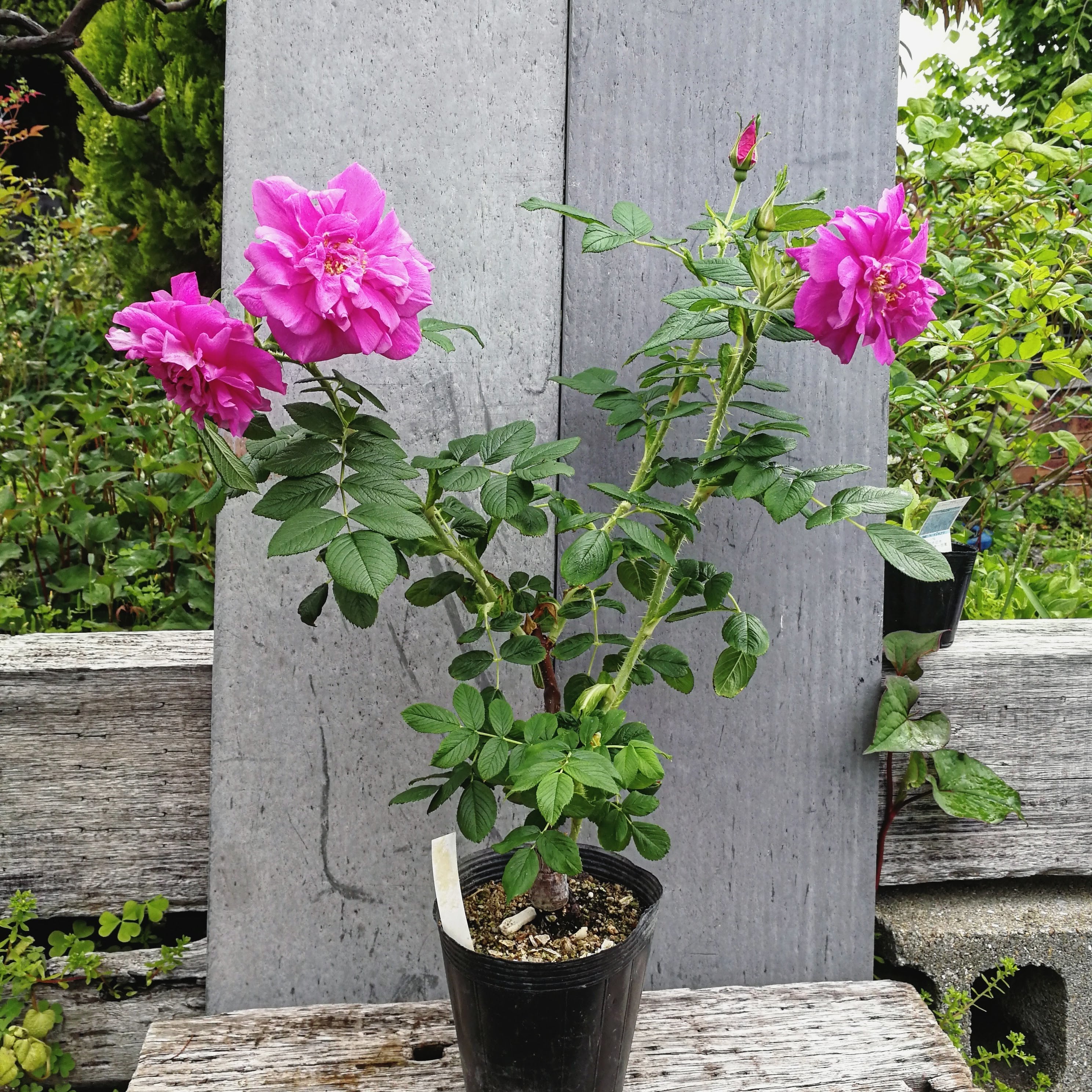 ルドゥーテ | 天空のバラ園(無農薬バラ苗・花苗・クレマチス・ハーブ