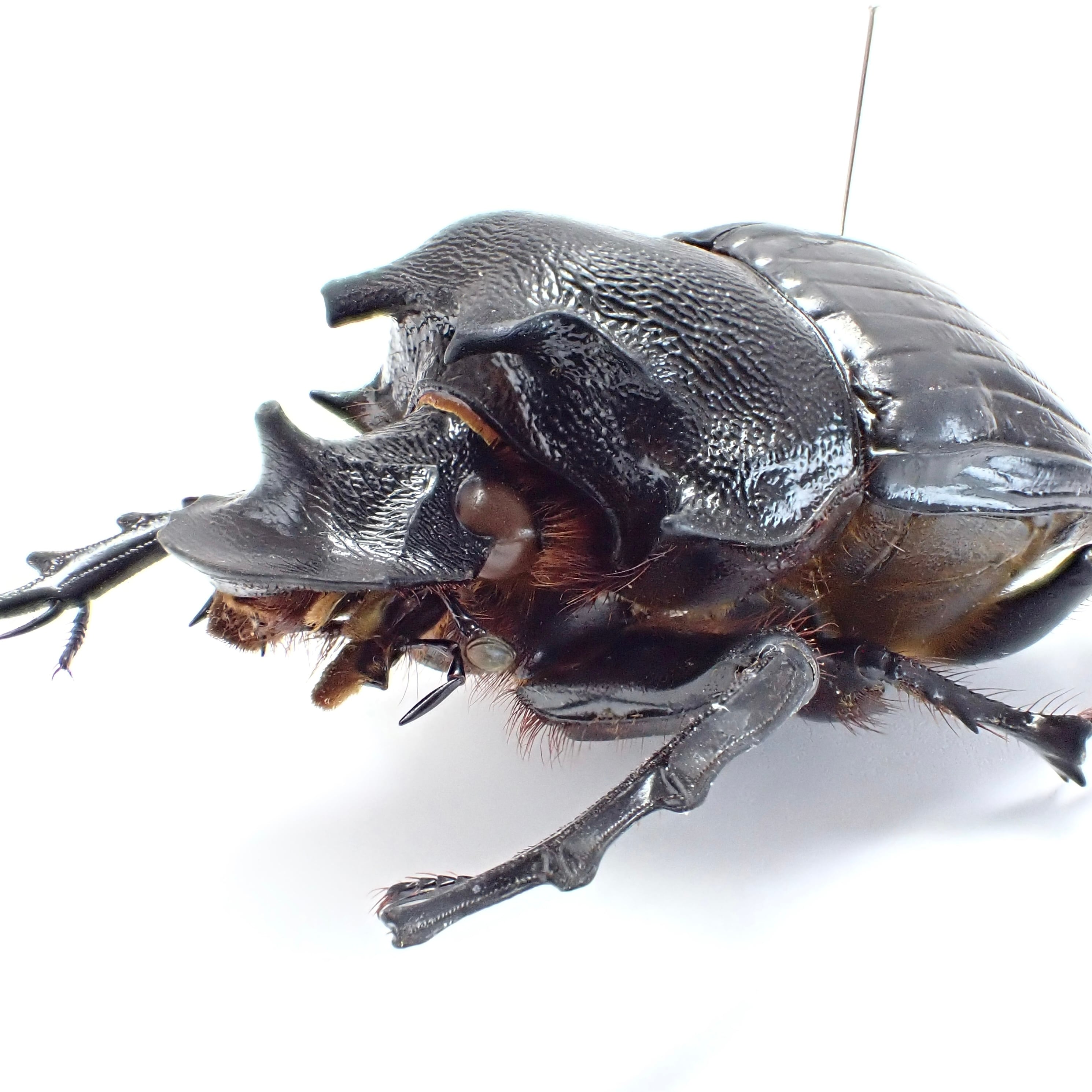 タンザニア産 Heliocopris pirmal ♂ 51mm XL | 昆虫標本 Diggers