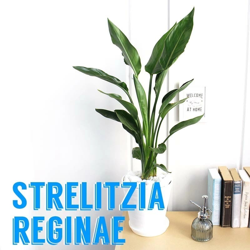ストレチア/ストレリチア レギネ 6号 【セラアート鉢】 | 京橋植物園