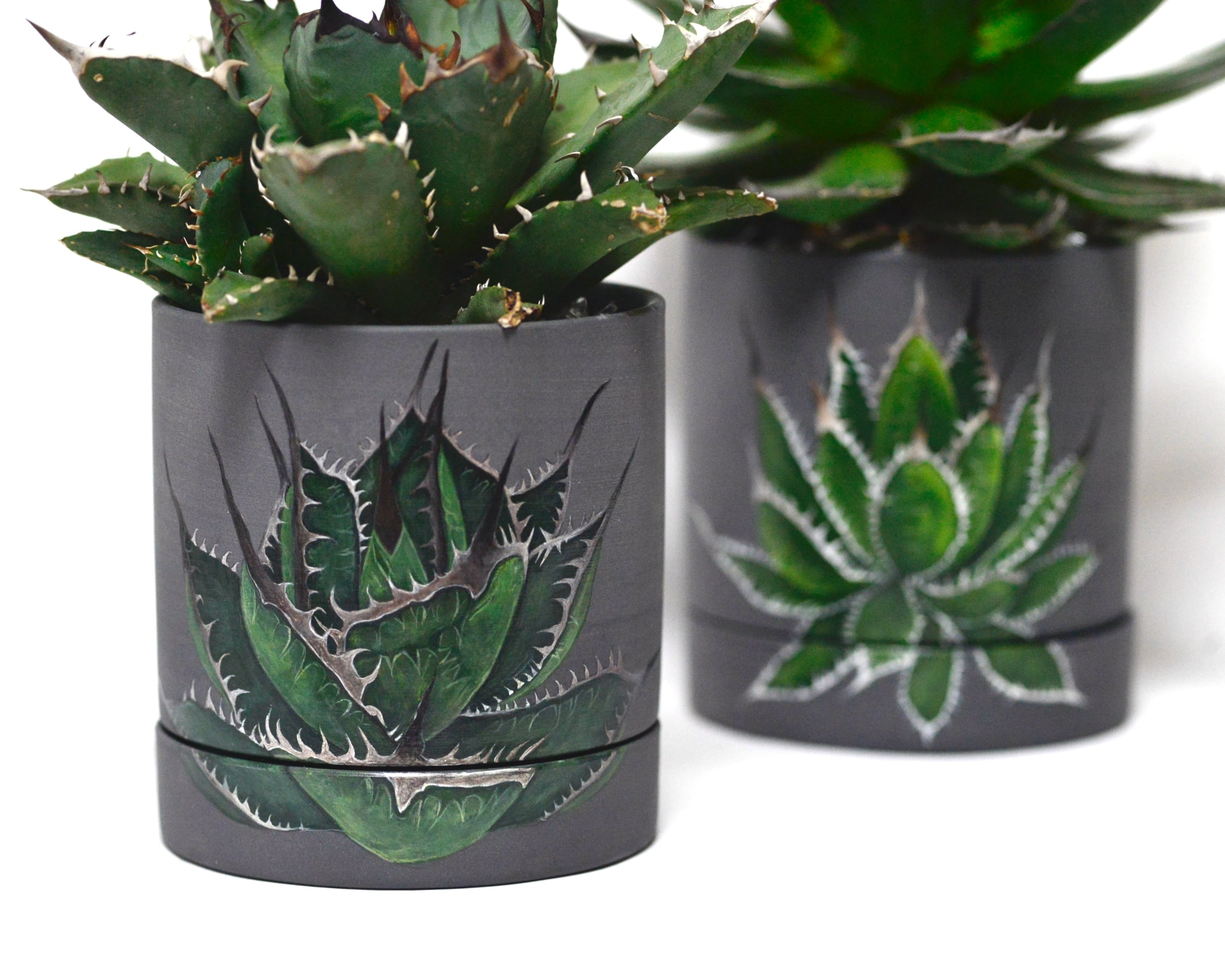 アガベ チタノタ ペイント鉢 | Saori Ohwada Online Shop