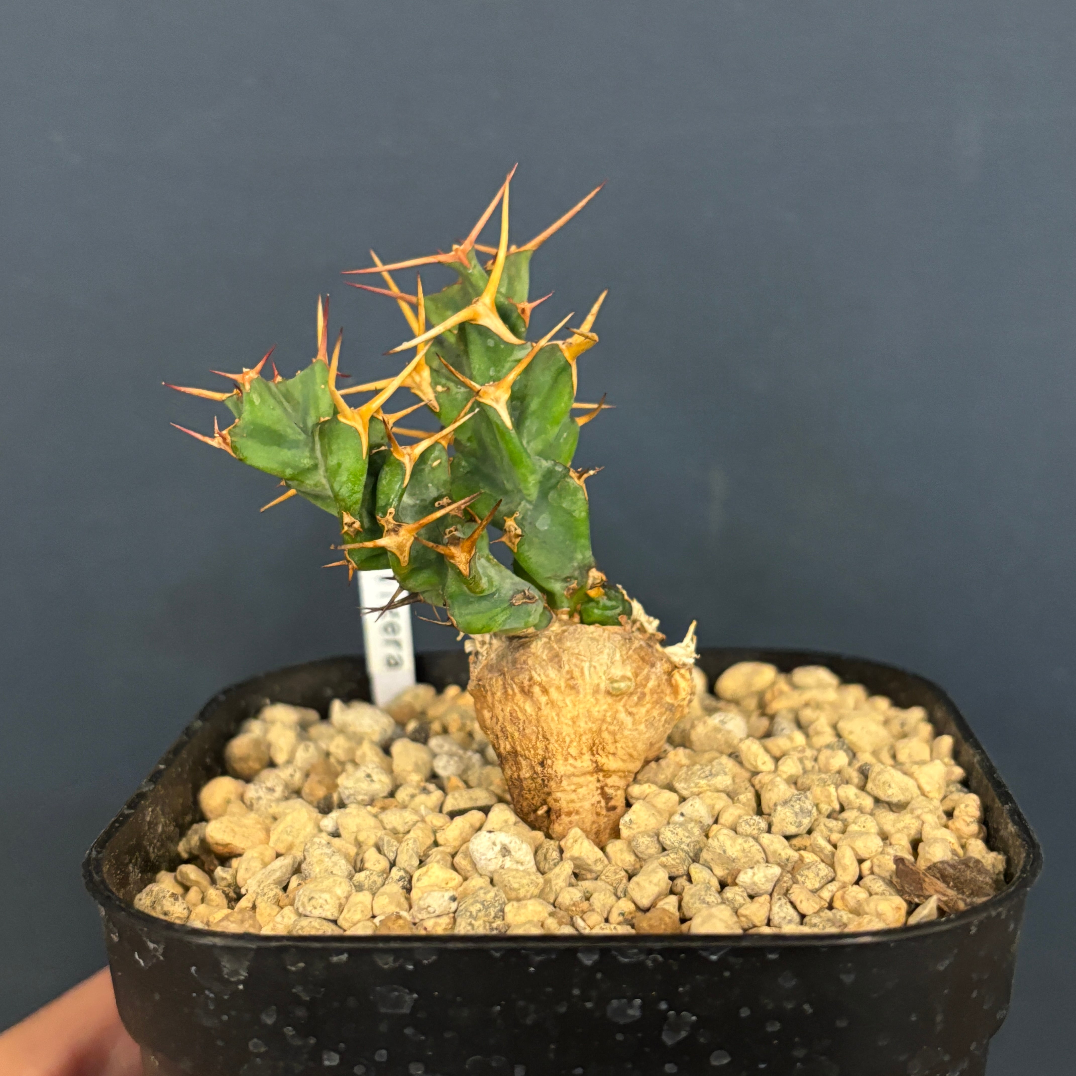 クリアランス】ユーフォルビア クラビゲラ【383】 | PROTOLEAF プロト