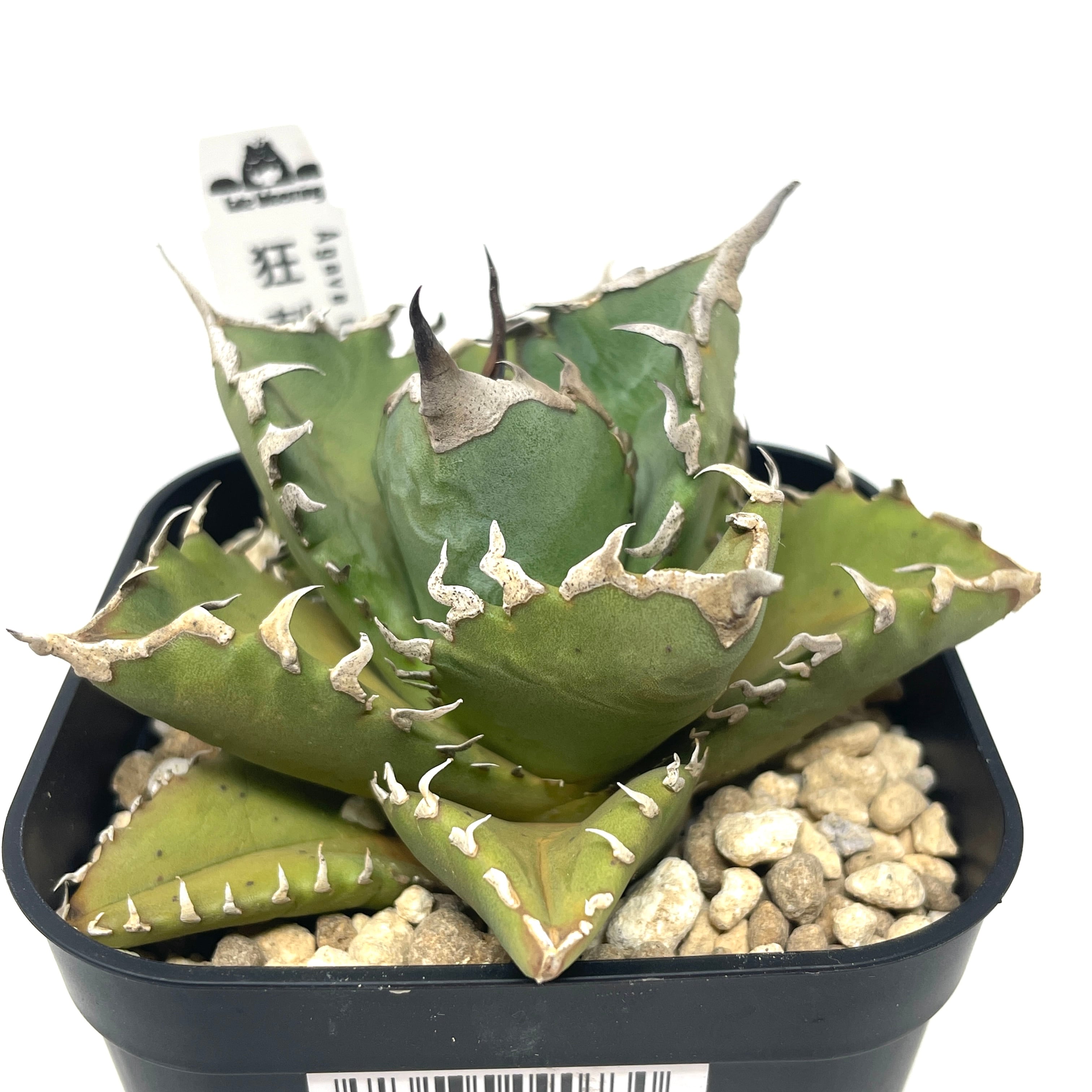 アガベ 多肉植物チタノタ 狂刺し丸叶 白鯨強棘極上株 J2340 アガベ