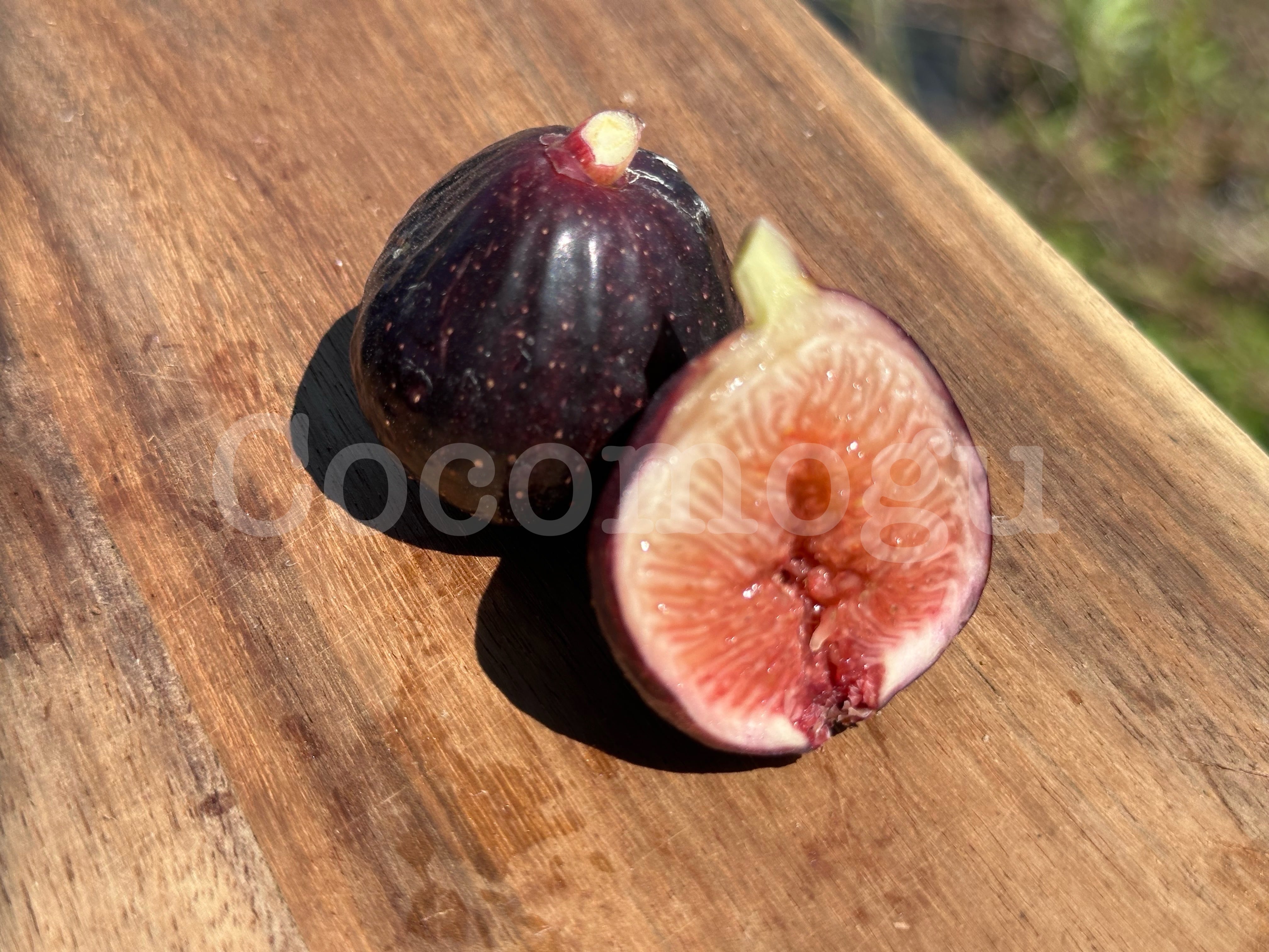 予約4】Black Madeira 小ぶり苗 5号鉢苗木 | ここもぐフルーツファーム