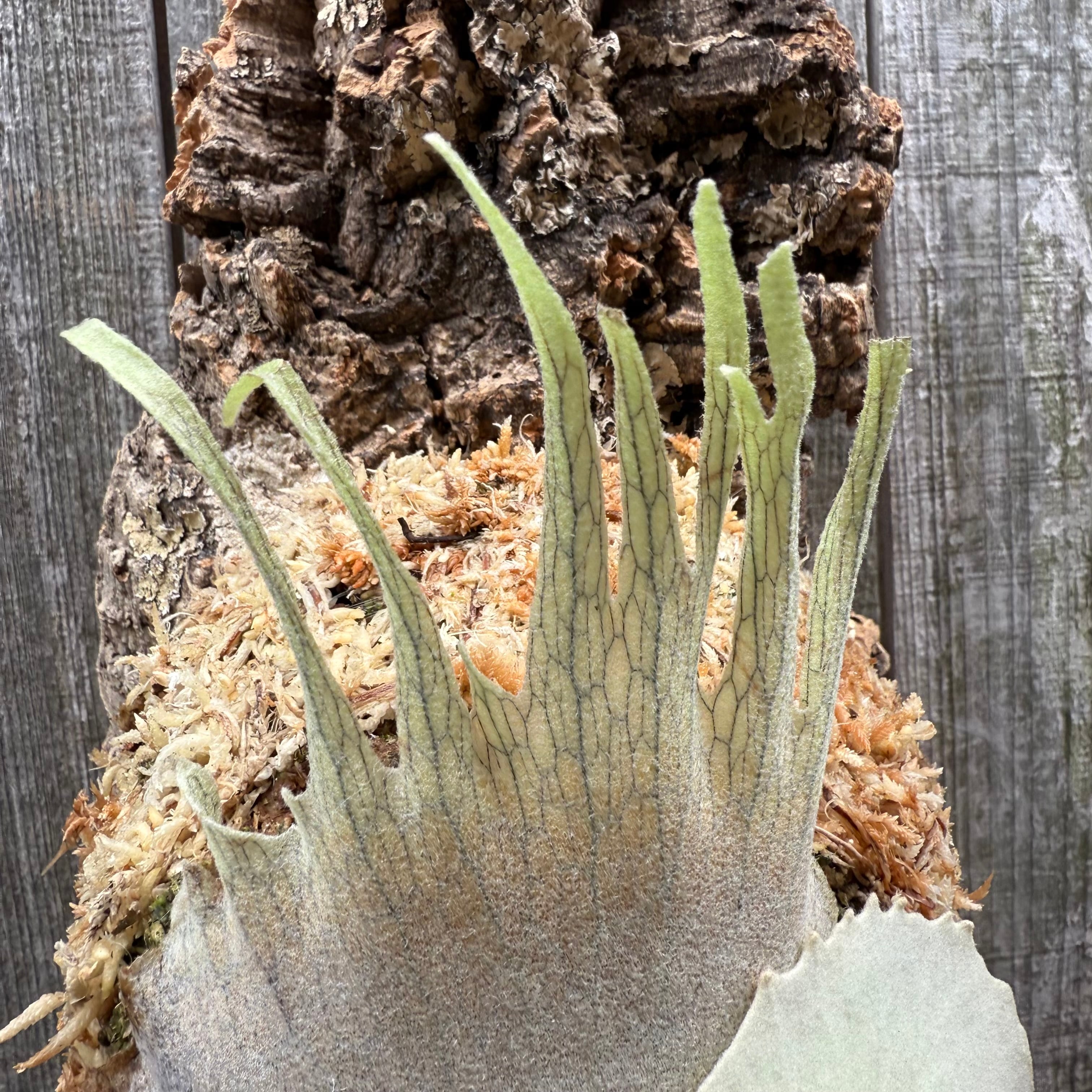 P. veitchii Auburn river | naturefix