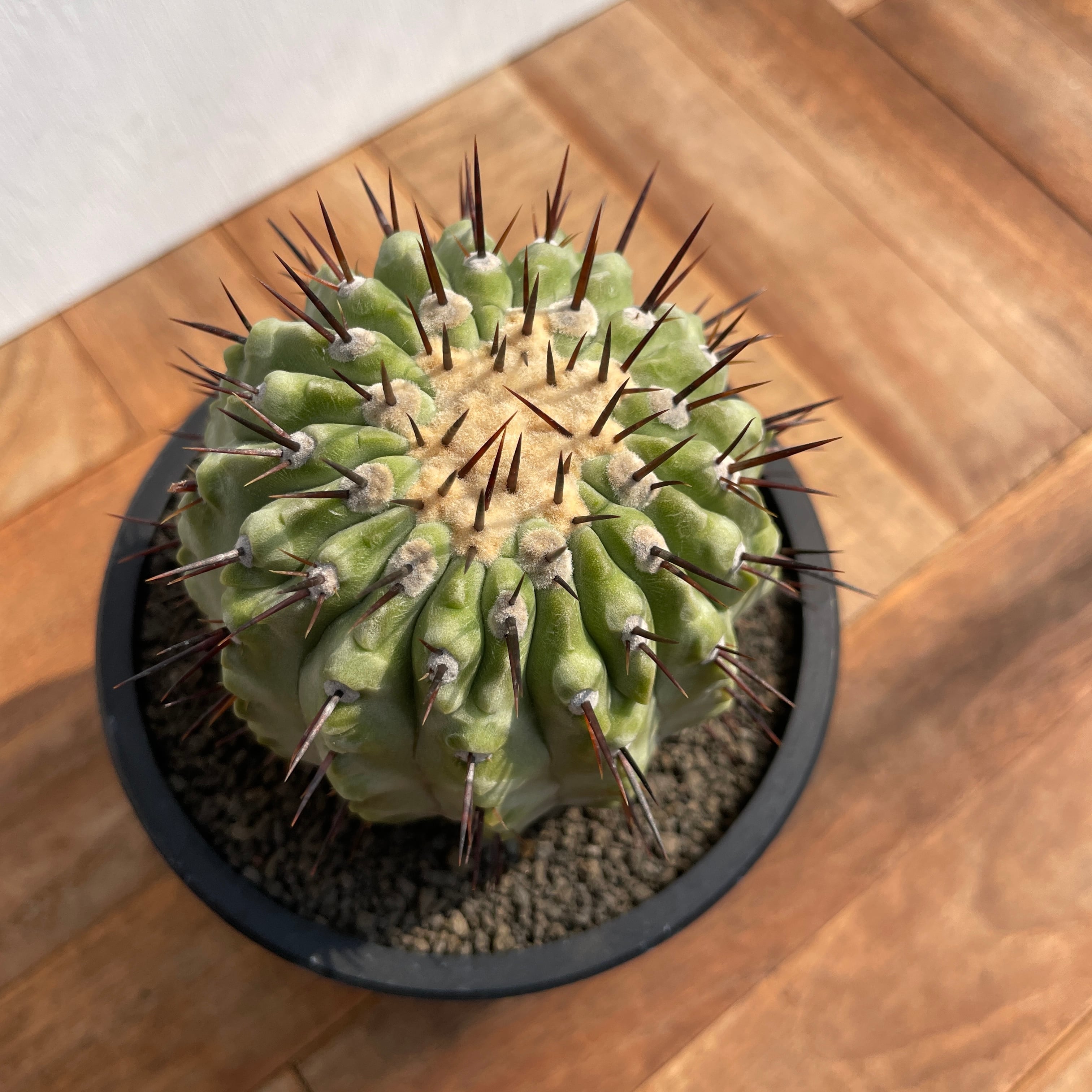 Copiapoa cinerea var. columna-alba【コピアポア・孤竜丸】 | RIMO'S