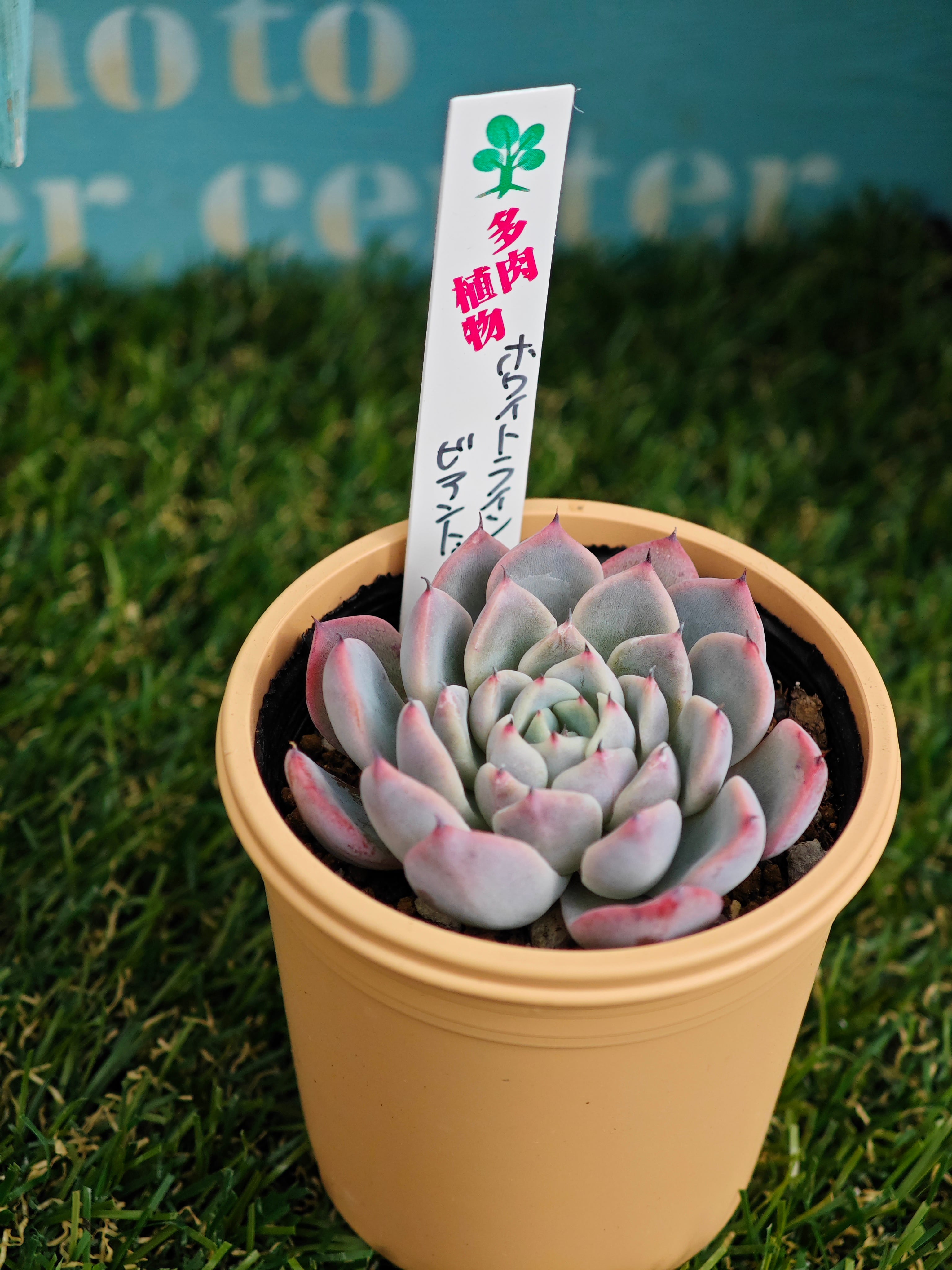 エケベリア ホワイトラインビアントゥ | MFCshop