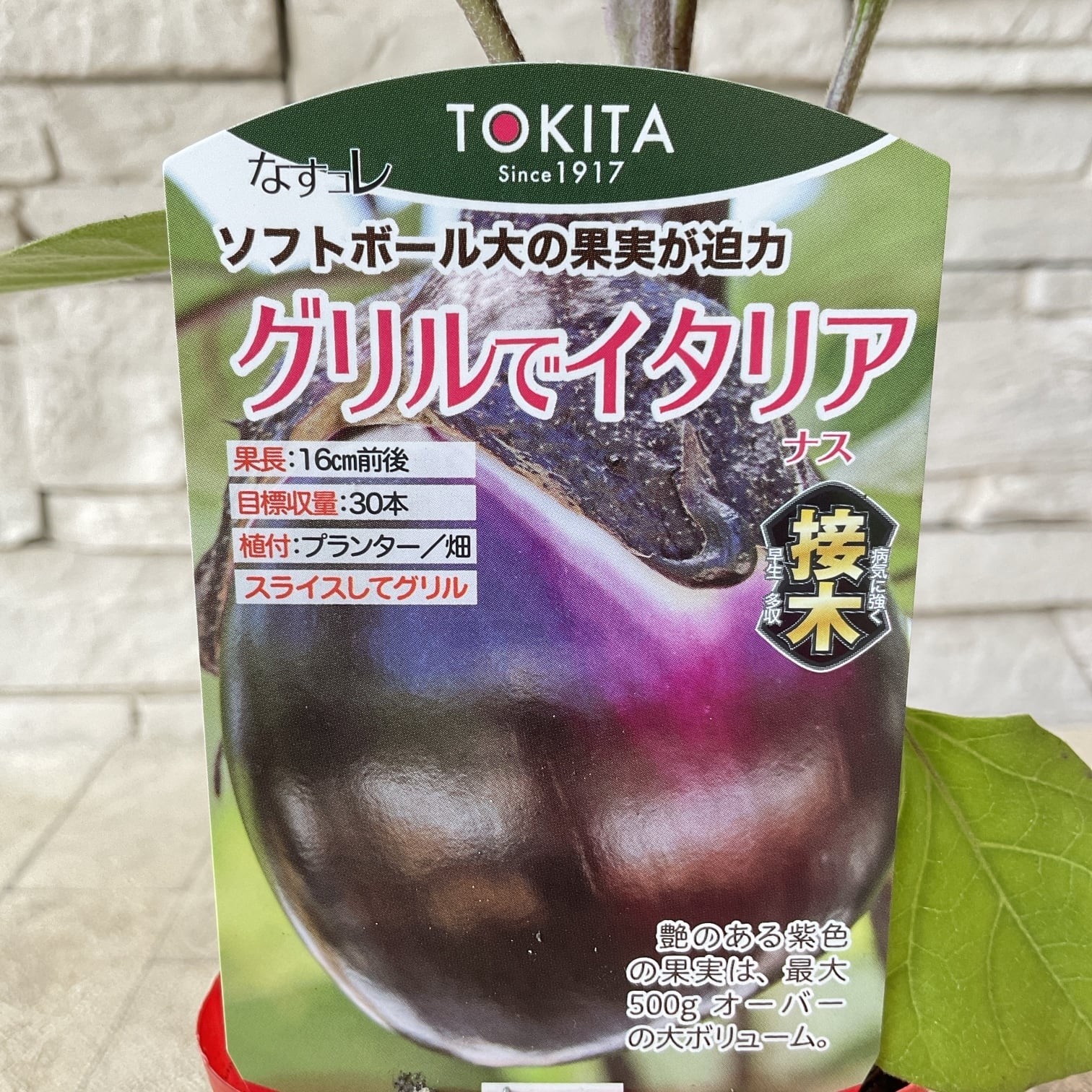 野菜苗】接木 ナス グリルでイタリア | 橋本種苗園