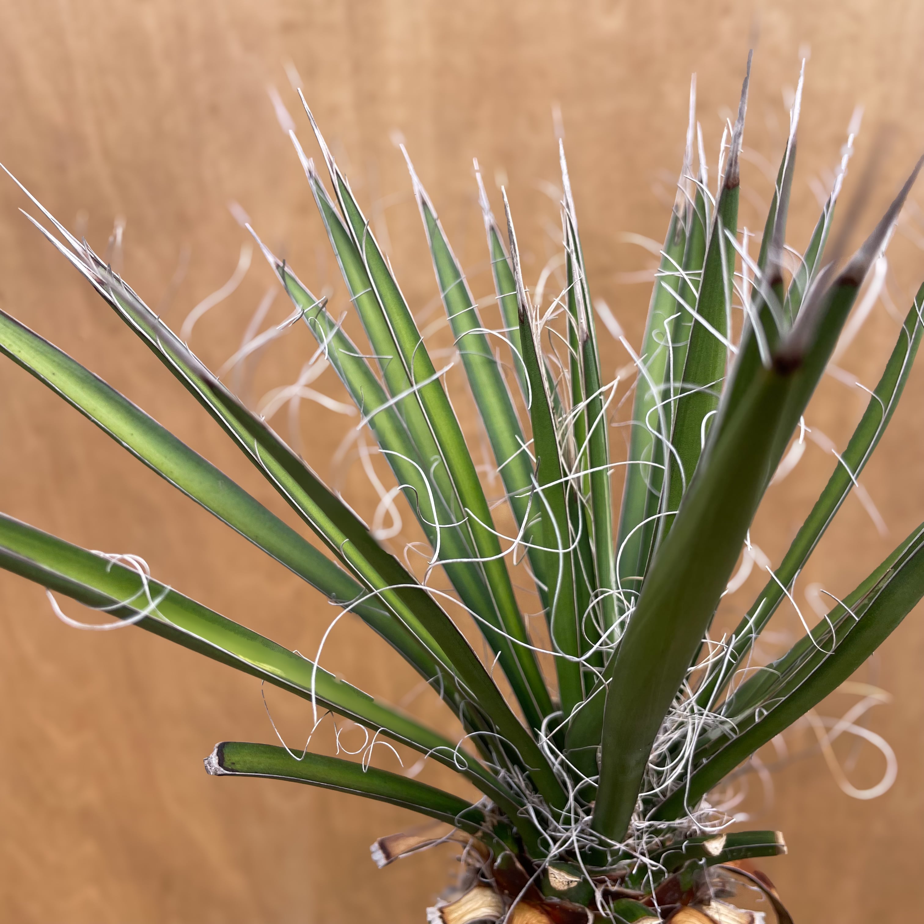 Yucca filifera【ユッカ・フィリフェラ】 | RIMO'S GREEN 【Saboten