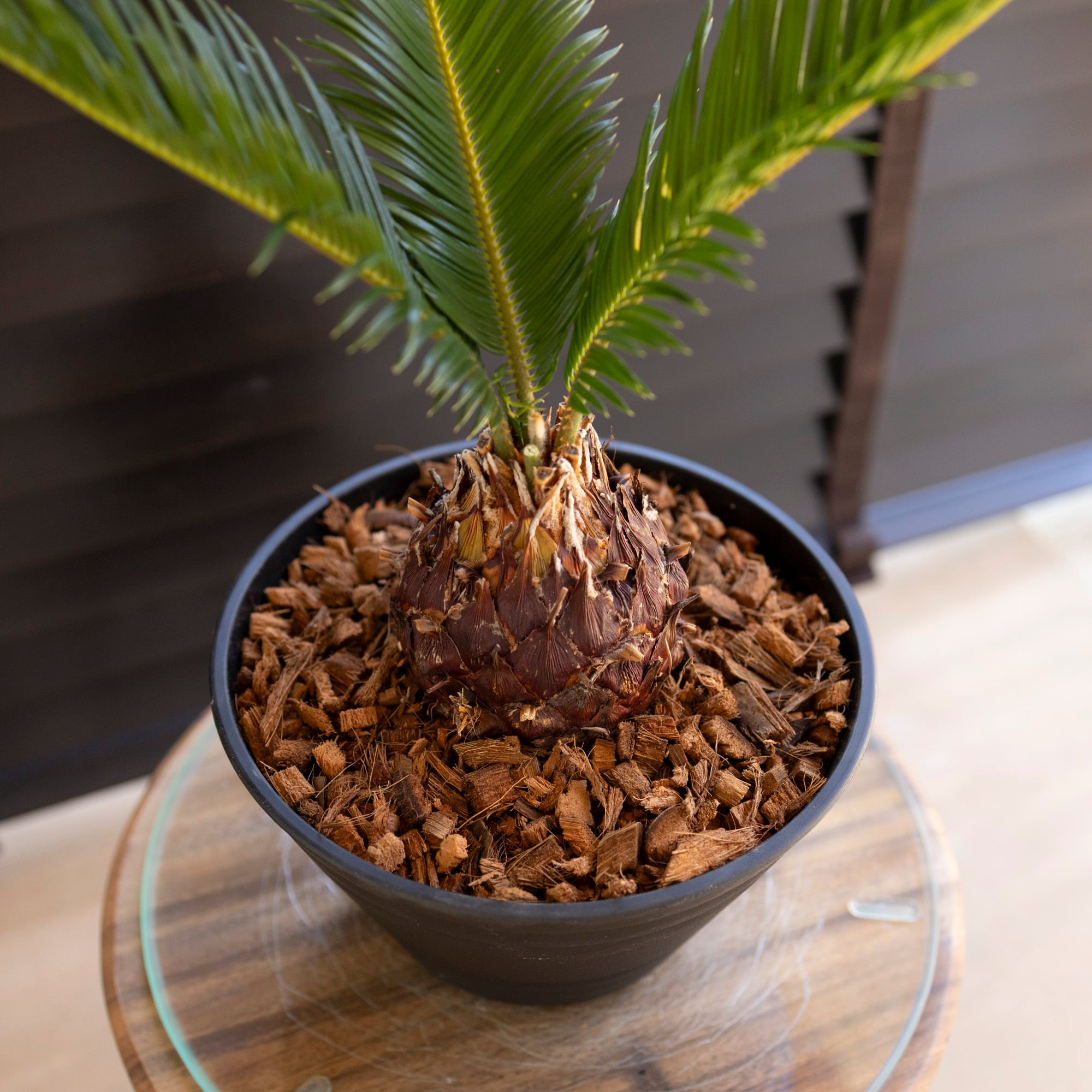 ソテツ 7号 蘇鉄 ヤシの木 ドライガーデン ロックガーデン セラアート