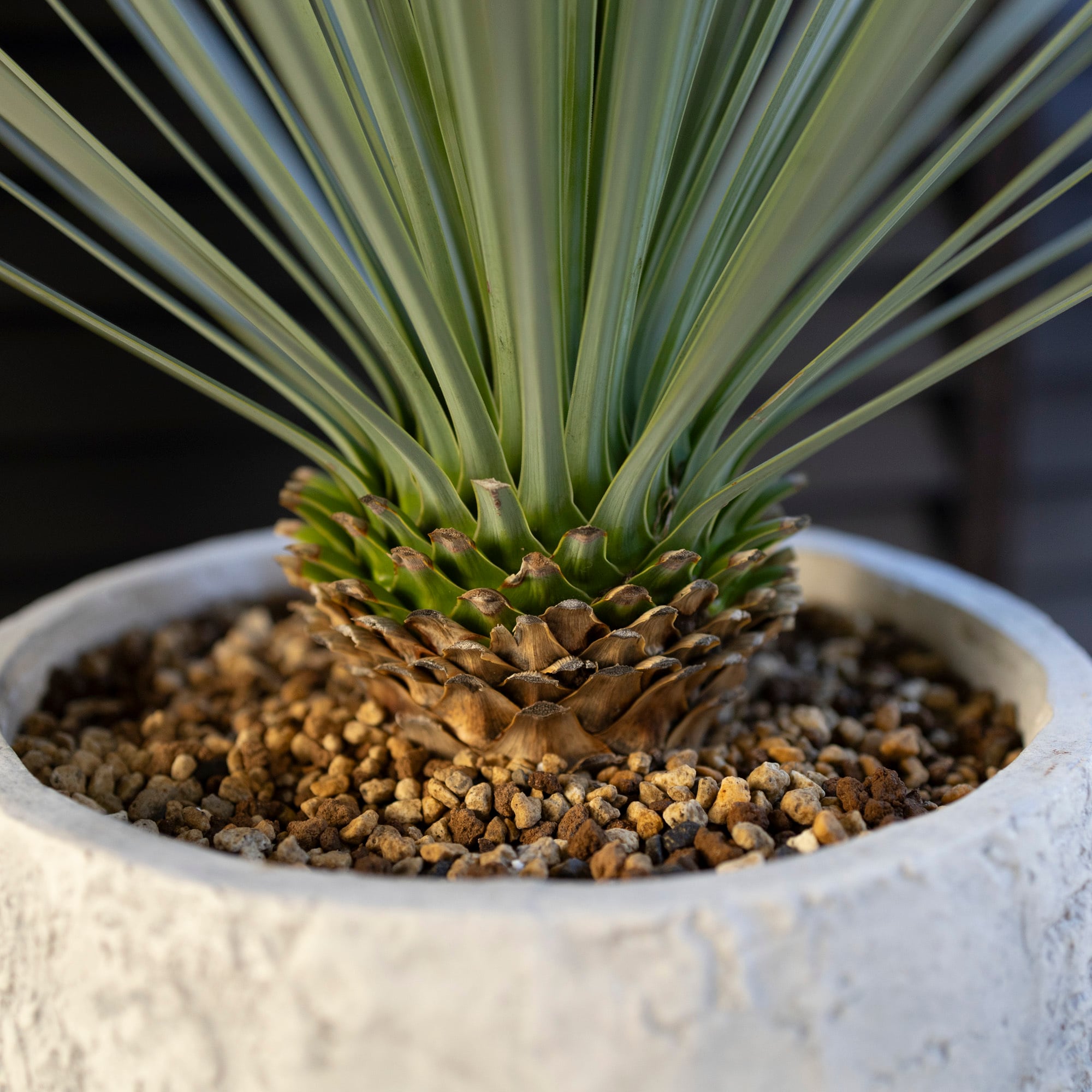 極上株 ユッカロストラータ 極上株 ユッカロストラータ 極上株 ユッカ