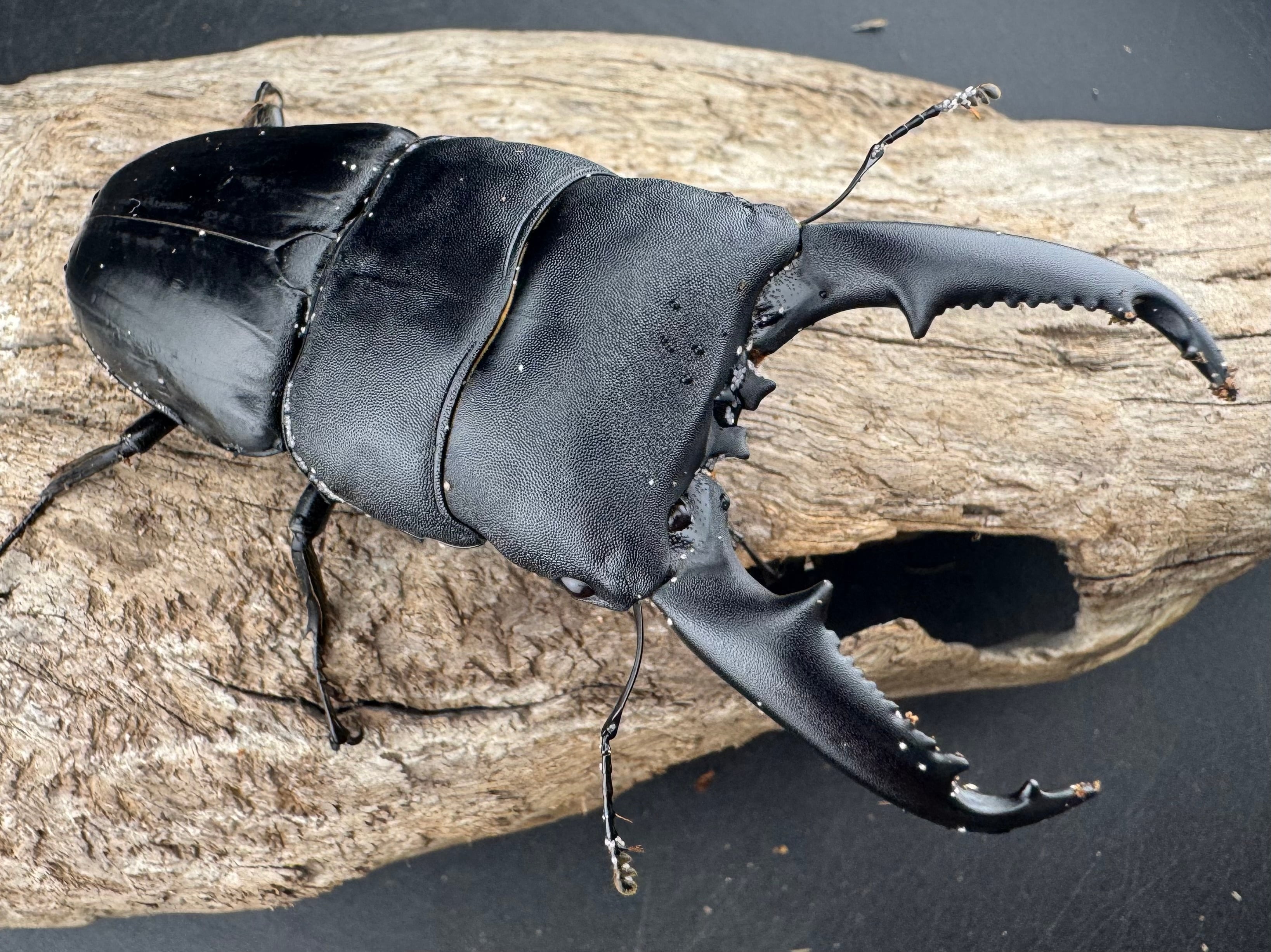 80cf0b33a800a10fd4a72879d67de7