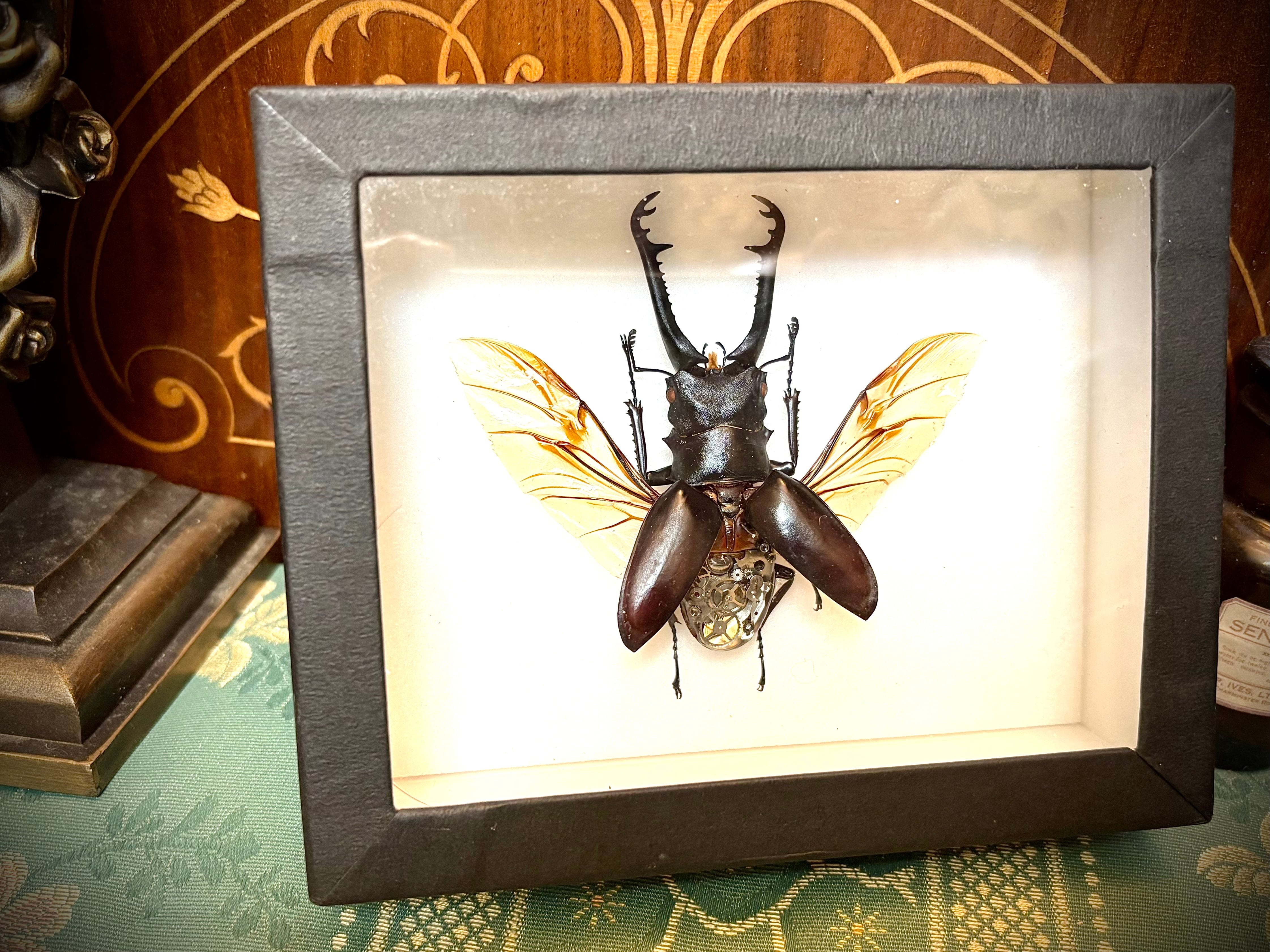 うつせみ標本屋