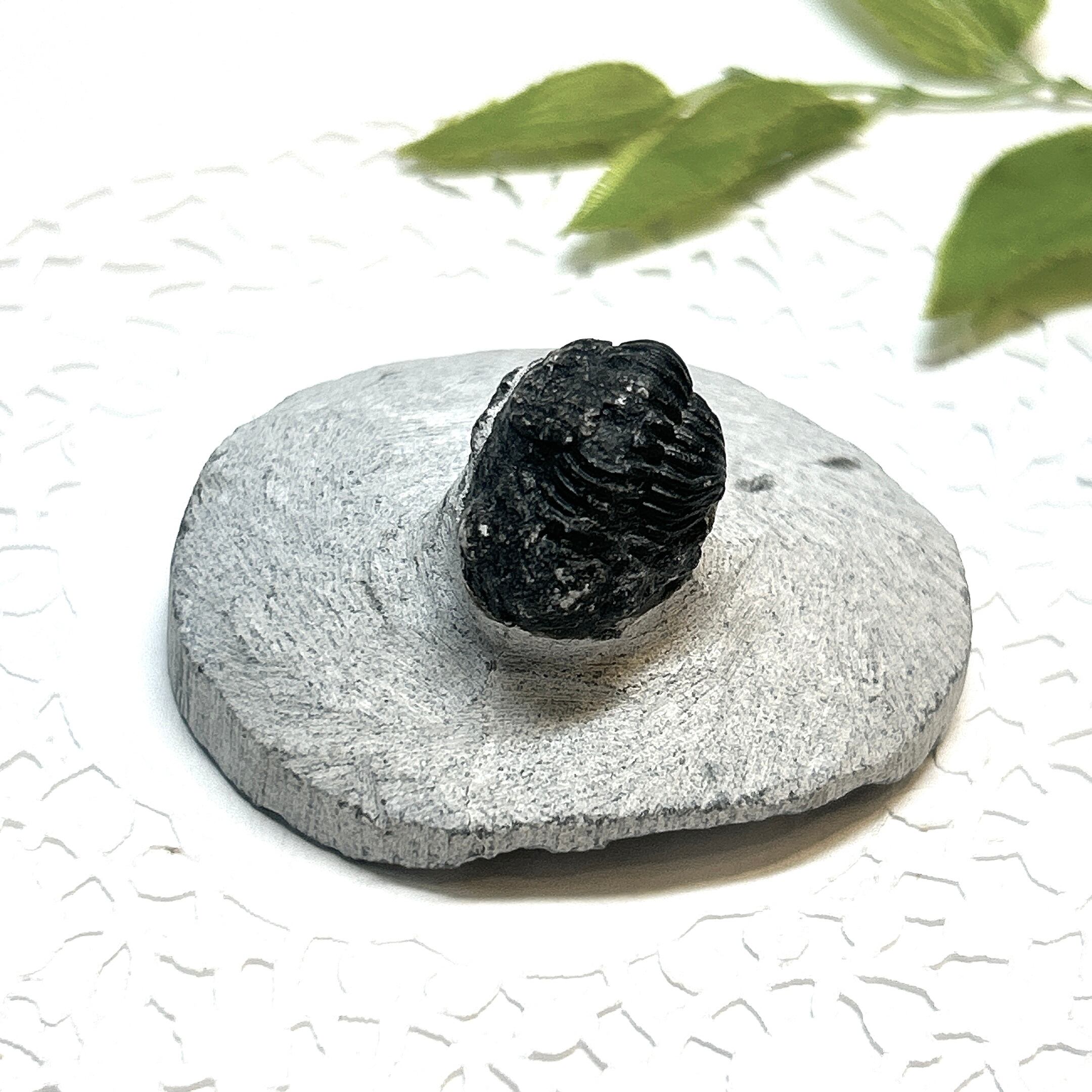 E25834】三葉虫 古生代デボン紀 化石 モロッコ 化石標本 | クリスタル