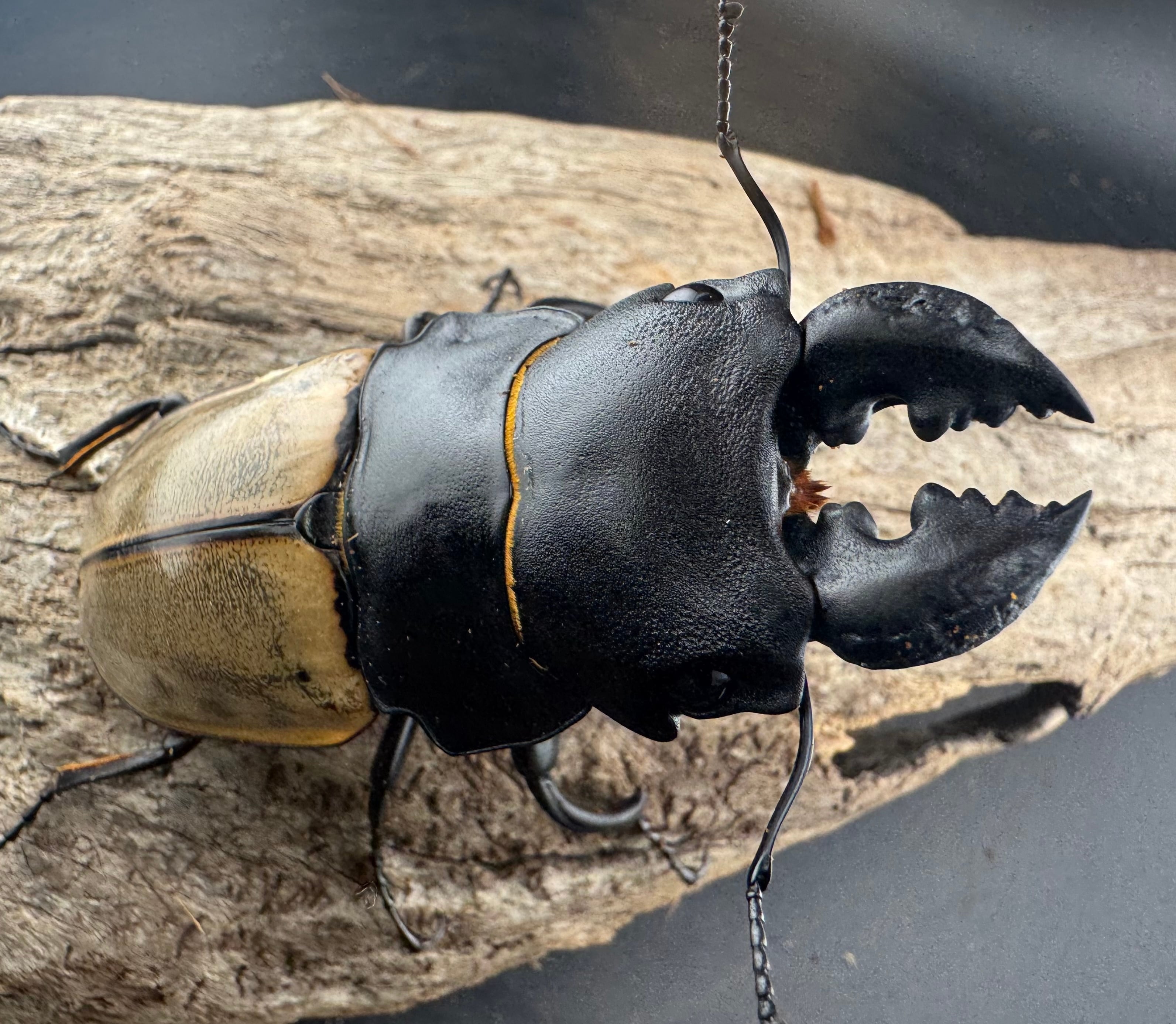 8bacdff0d330dc52eb1da6850a8aeb