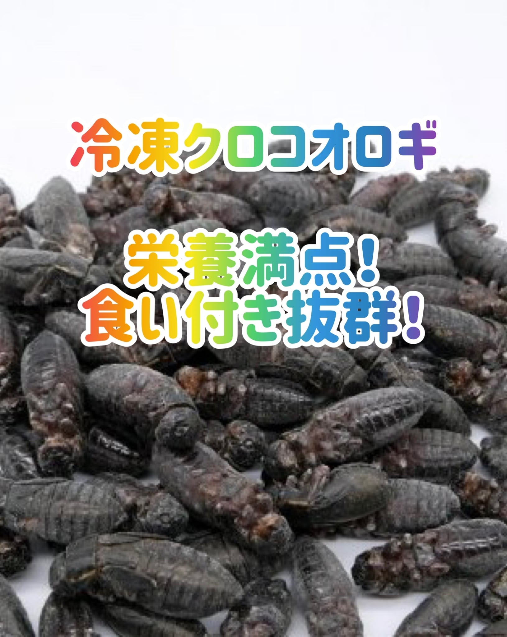 冷凍クロコオロギ 500g M～MLサイズ約550～600匹 | Coco Colors