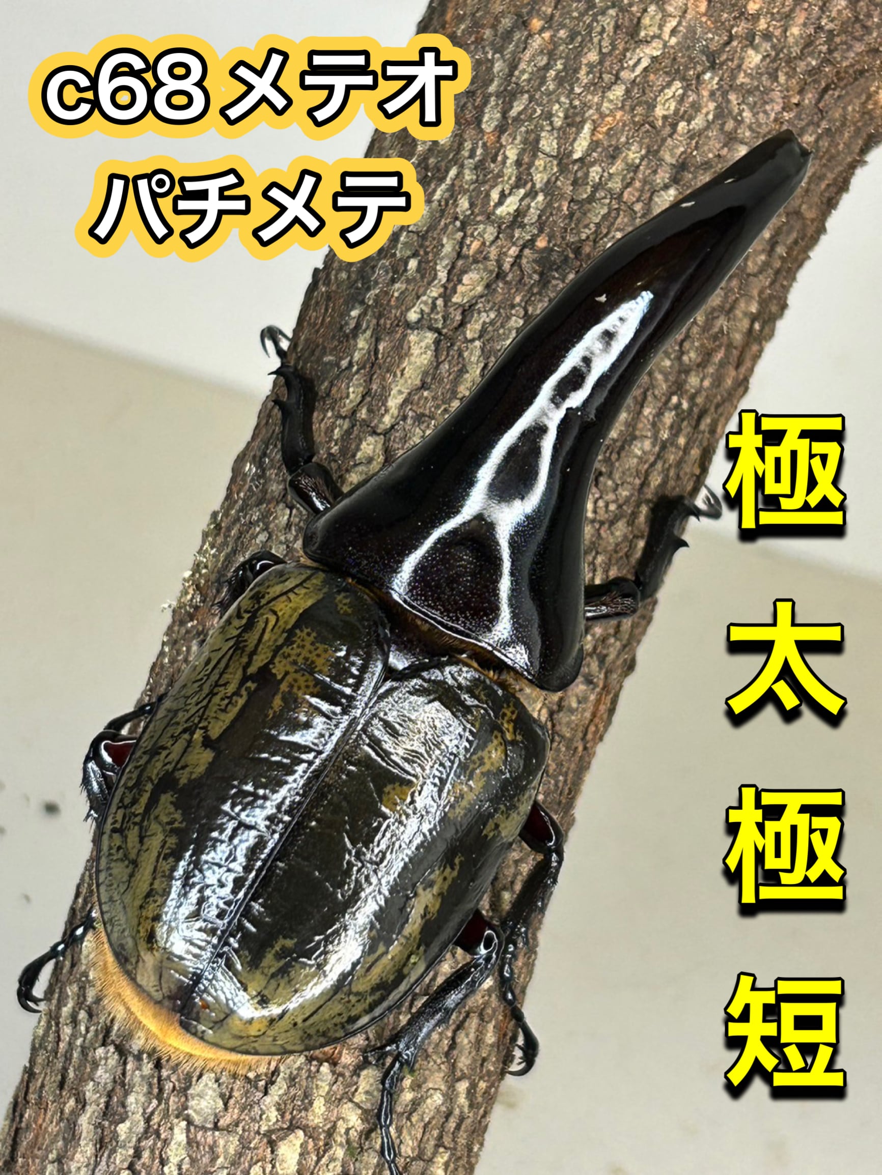 ヘラクレス ヘラクレスオオカブト 成虫 ♂(オス) (極太血統) | Lani