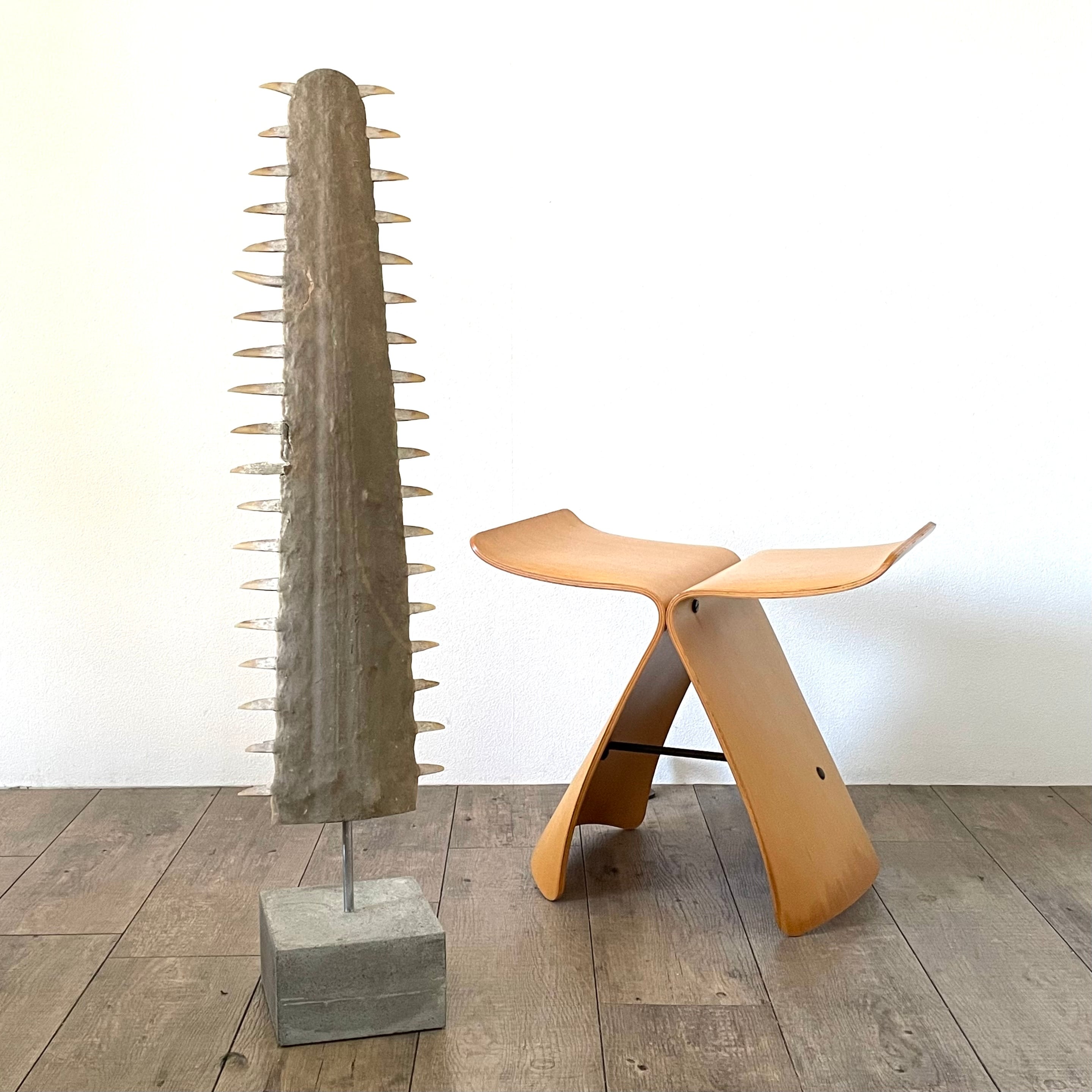 ノコギリエイ 吻 オブジェ | 地球屋