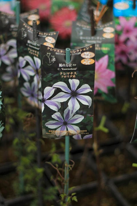 クレマチス 風の方位 | オニ通
