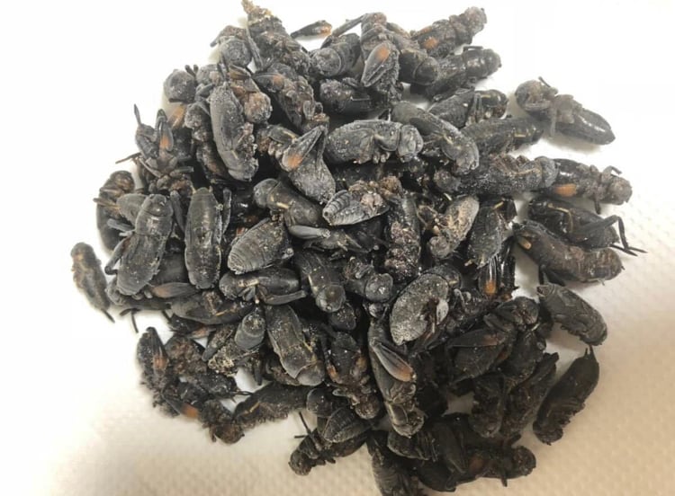 冷凍クロコオロギ ML〜メガサイズMIX 100匹セット | Suke rep