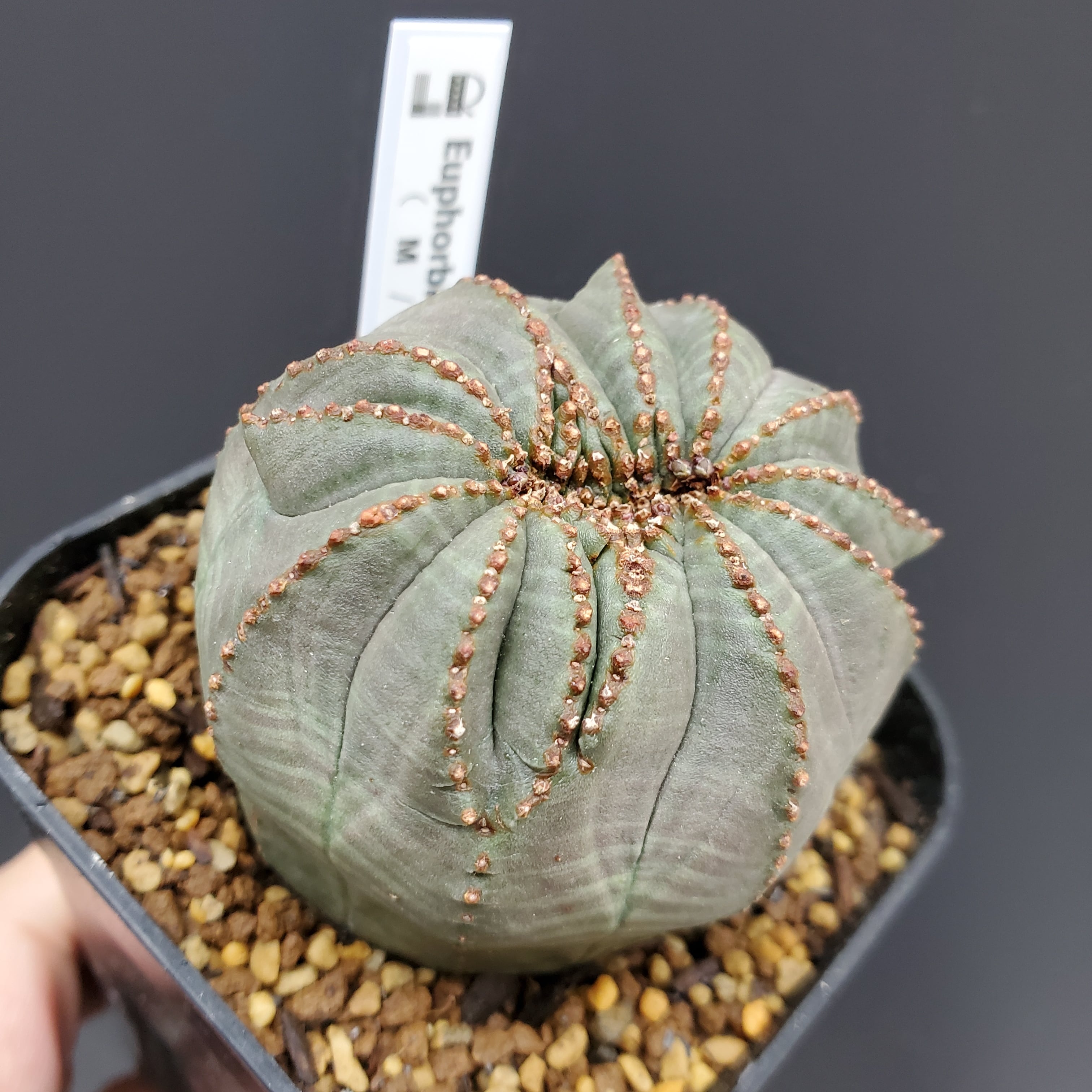 綴化】 Euphorbia Obesa ユーフォルビア オベサ 木質化