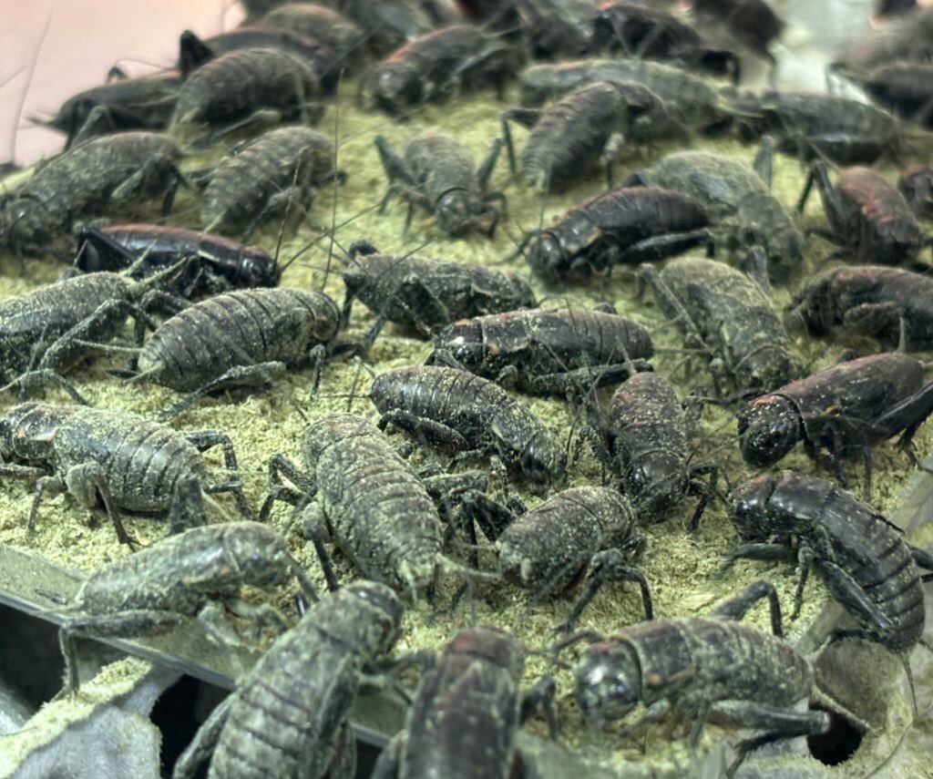 冷凍クロコL 約600匹600g 冷凍コオロギ | 餌用 コオロギ 通販