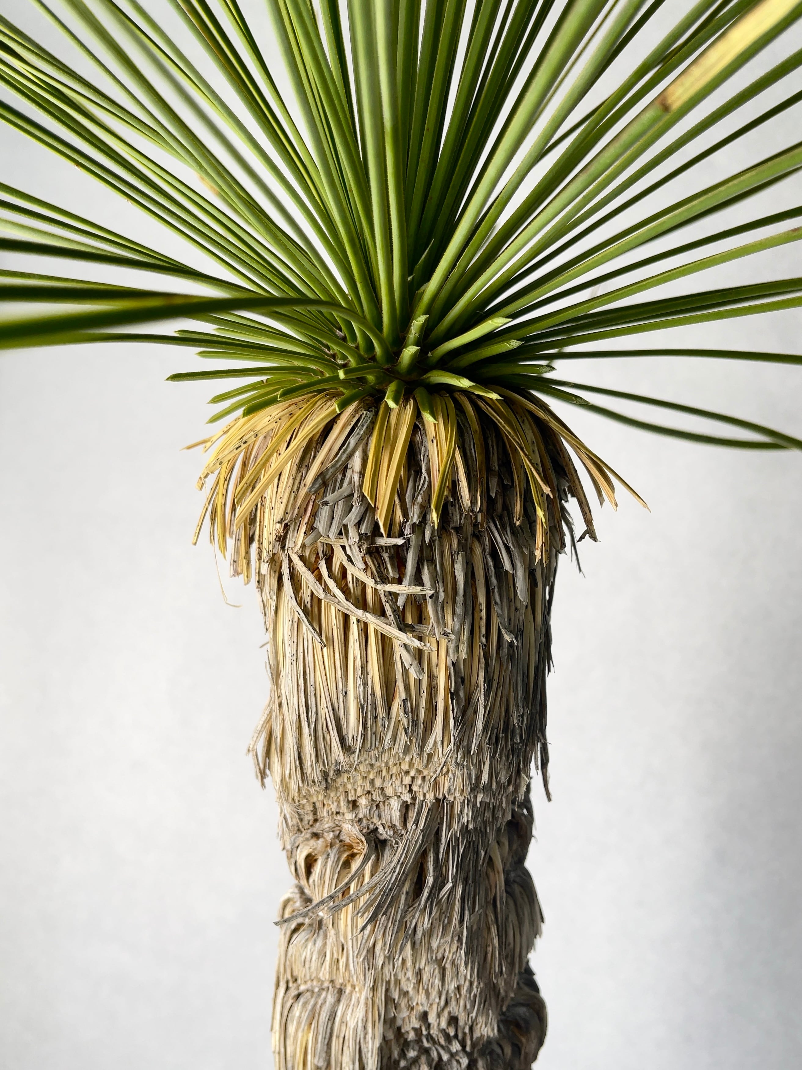 ユッカ・リネアリフォリア | trigger