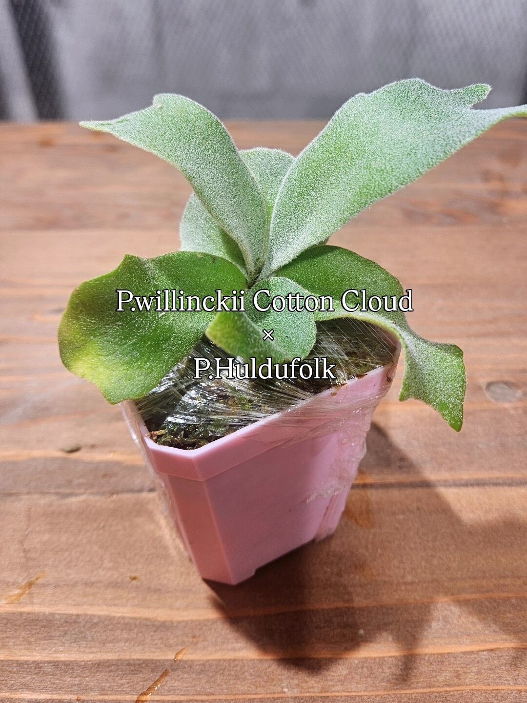 981051170210f9390108df0efaac68