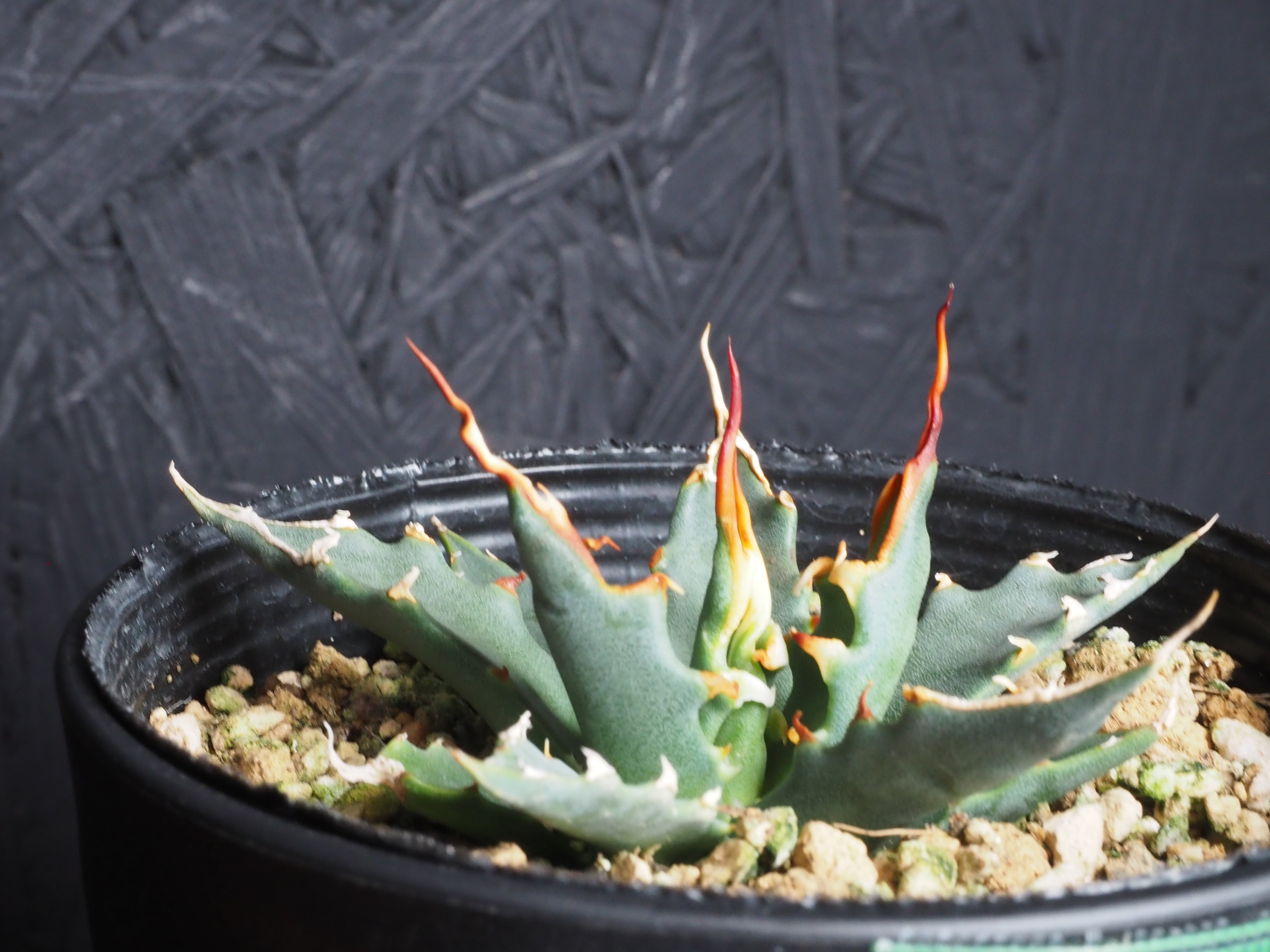 98d6f3f35e5ac75fb356e6cdbe7e55